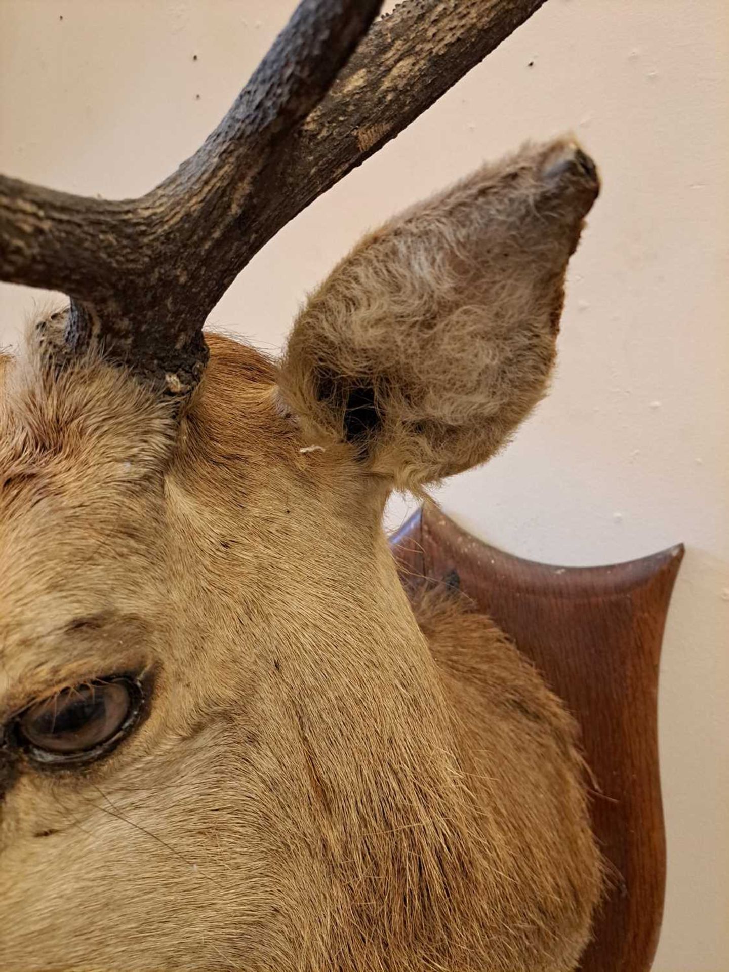 Taxidermy: Two red deer neck mounts on oak shields - Image 19 of 25