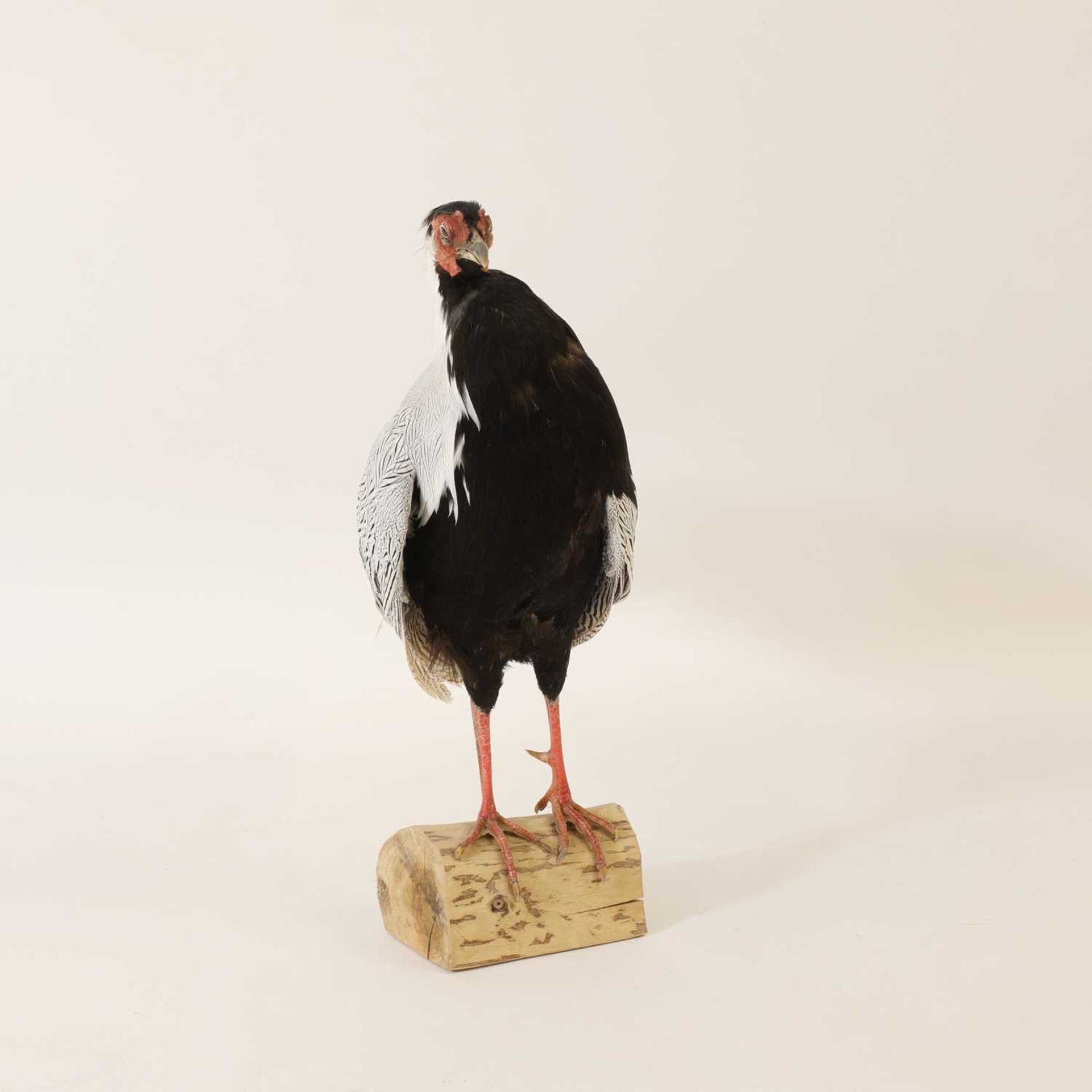 Taxidermy: A silver pheasant - Bild 3 aus 3