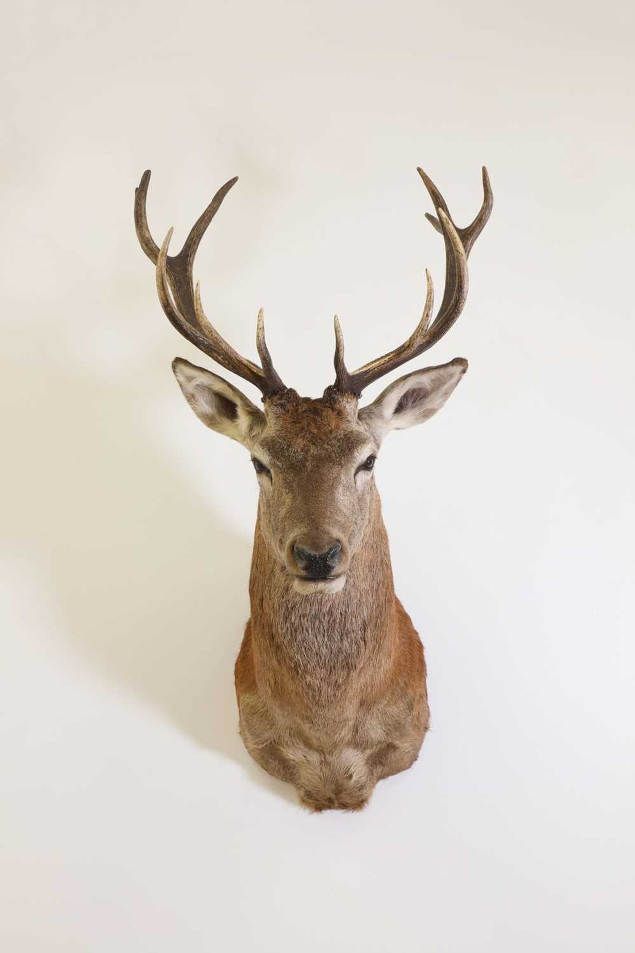 Taxidermy: Red deer