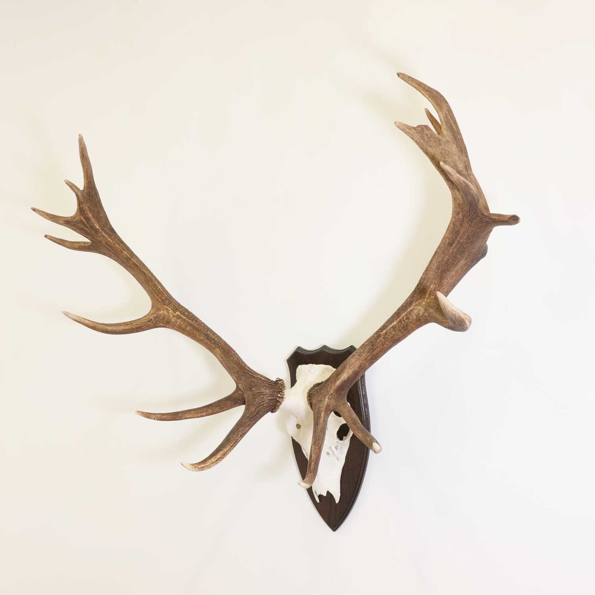 Taxidermy: Two sets of red deer antlers - Image 3 of 5