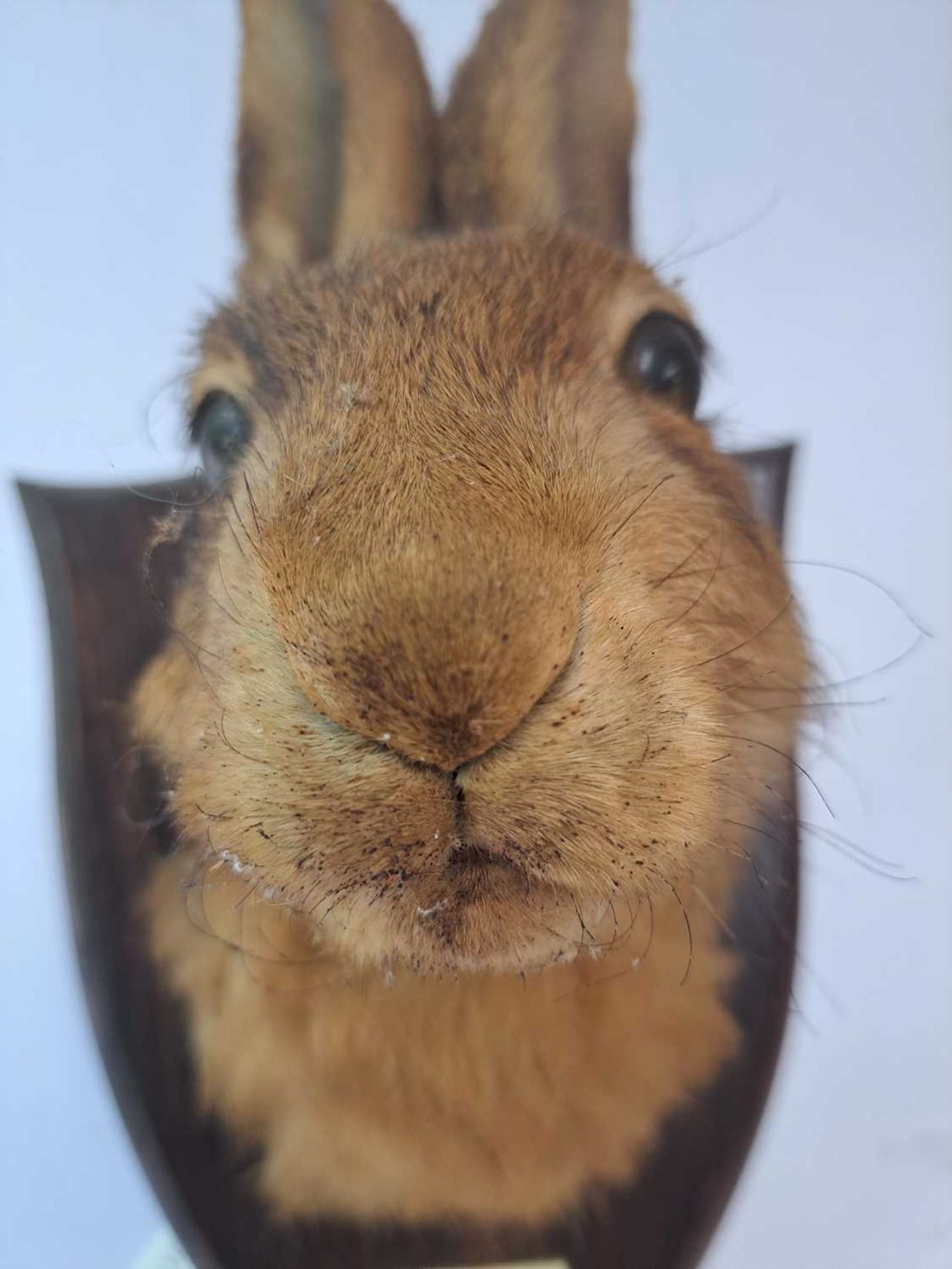 Taxidermy: A brown hare - Bild 5 aus 15