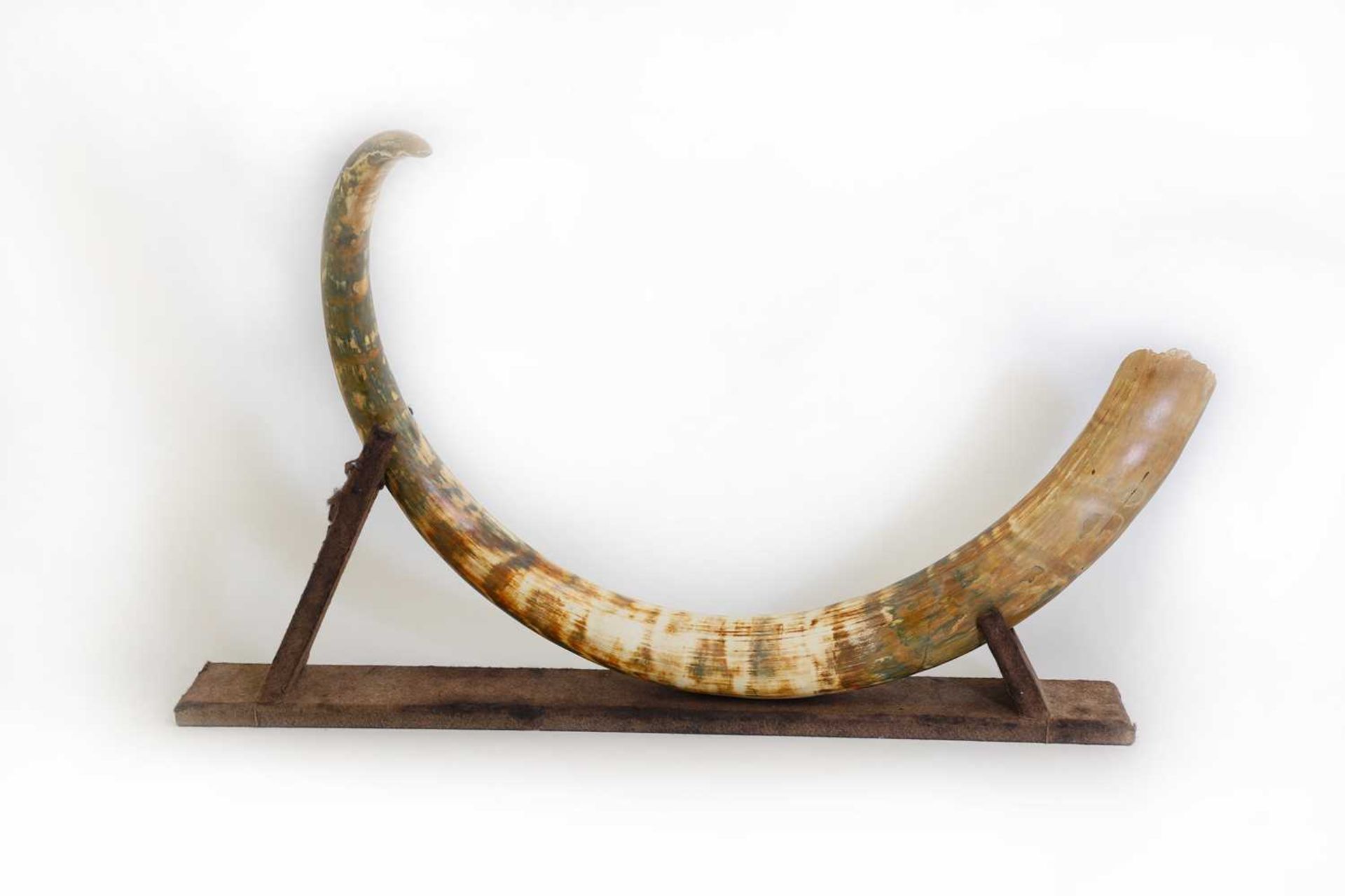 A large curved woolly mammoth’s tusk