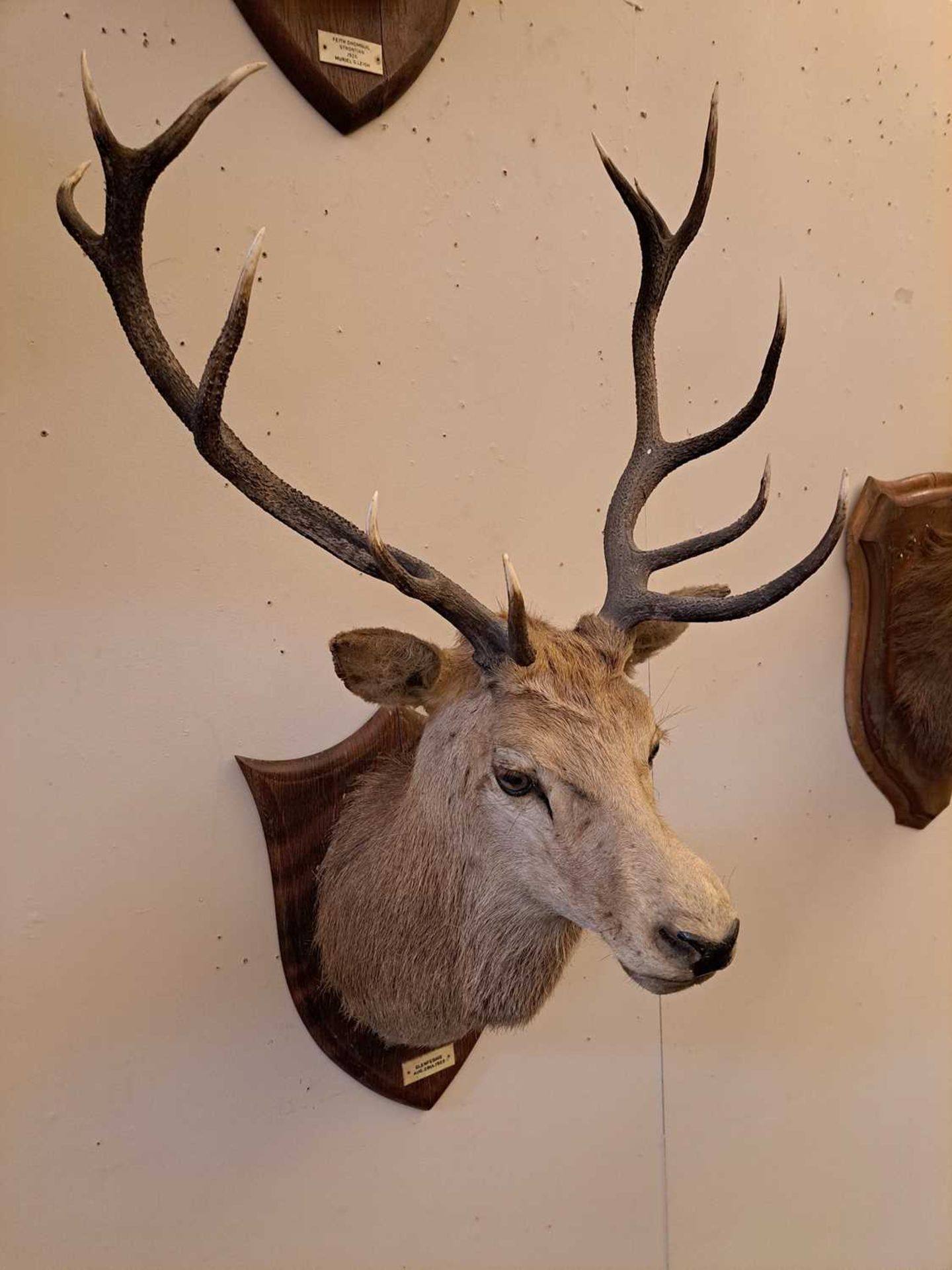 Taxidermy: Two red deer neck mounts on oak shields - Bild 7 aus 25