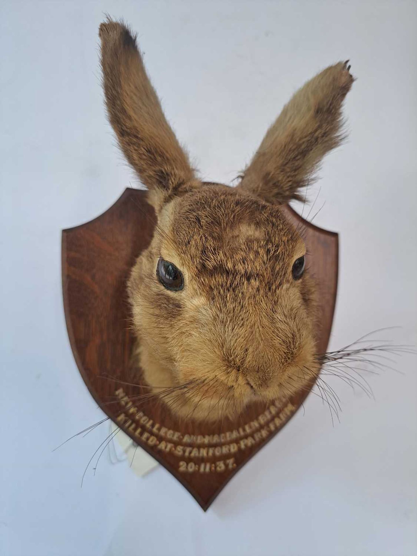 Taxidermy: A brown hare - Bild 11 aus 15