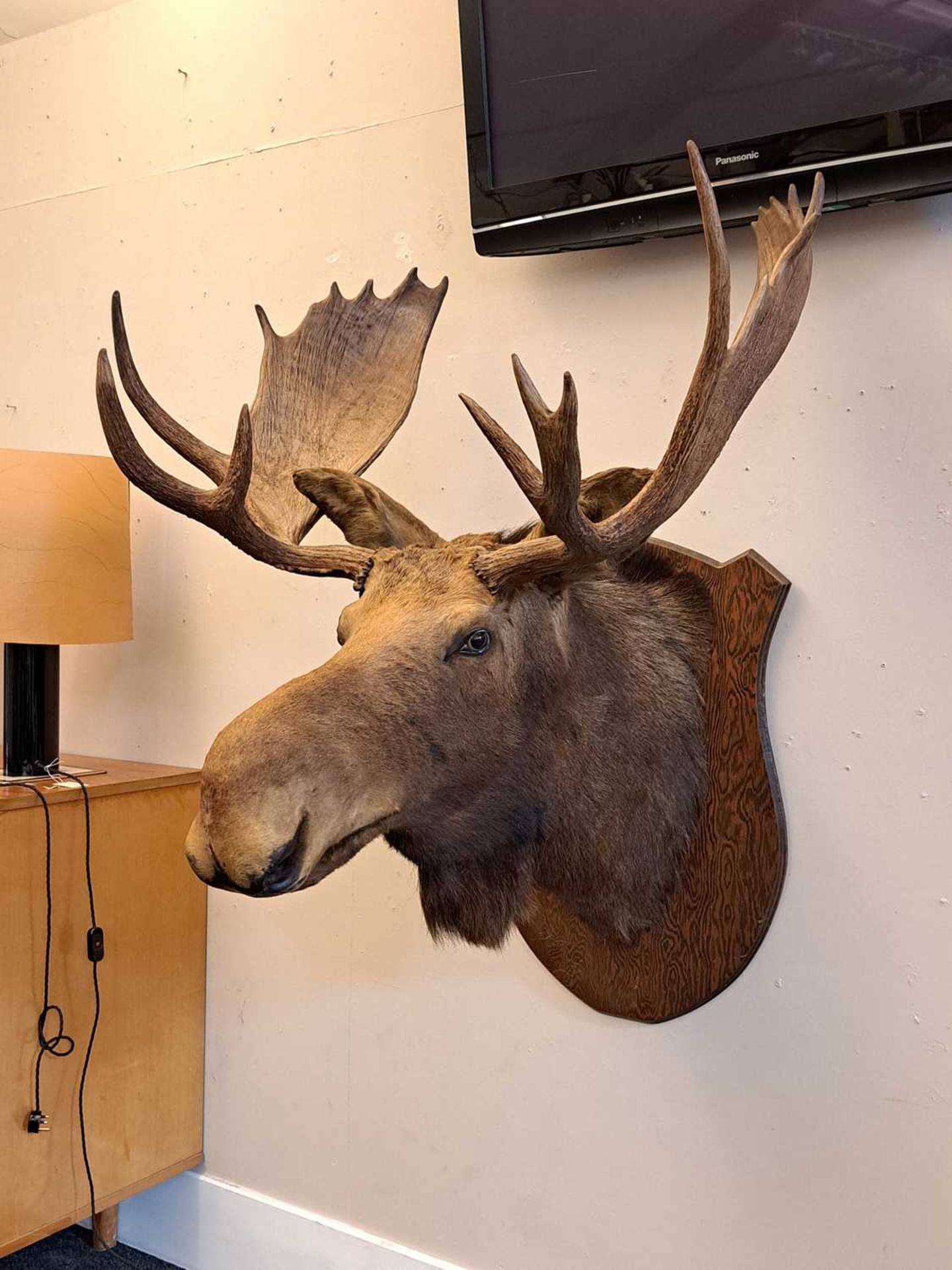 Taxidermy: Canadian moose - Image 11 of 23