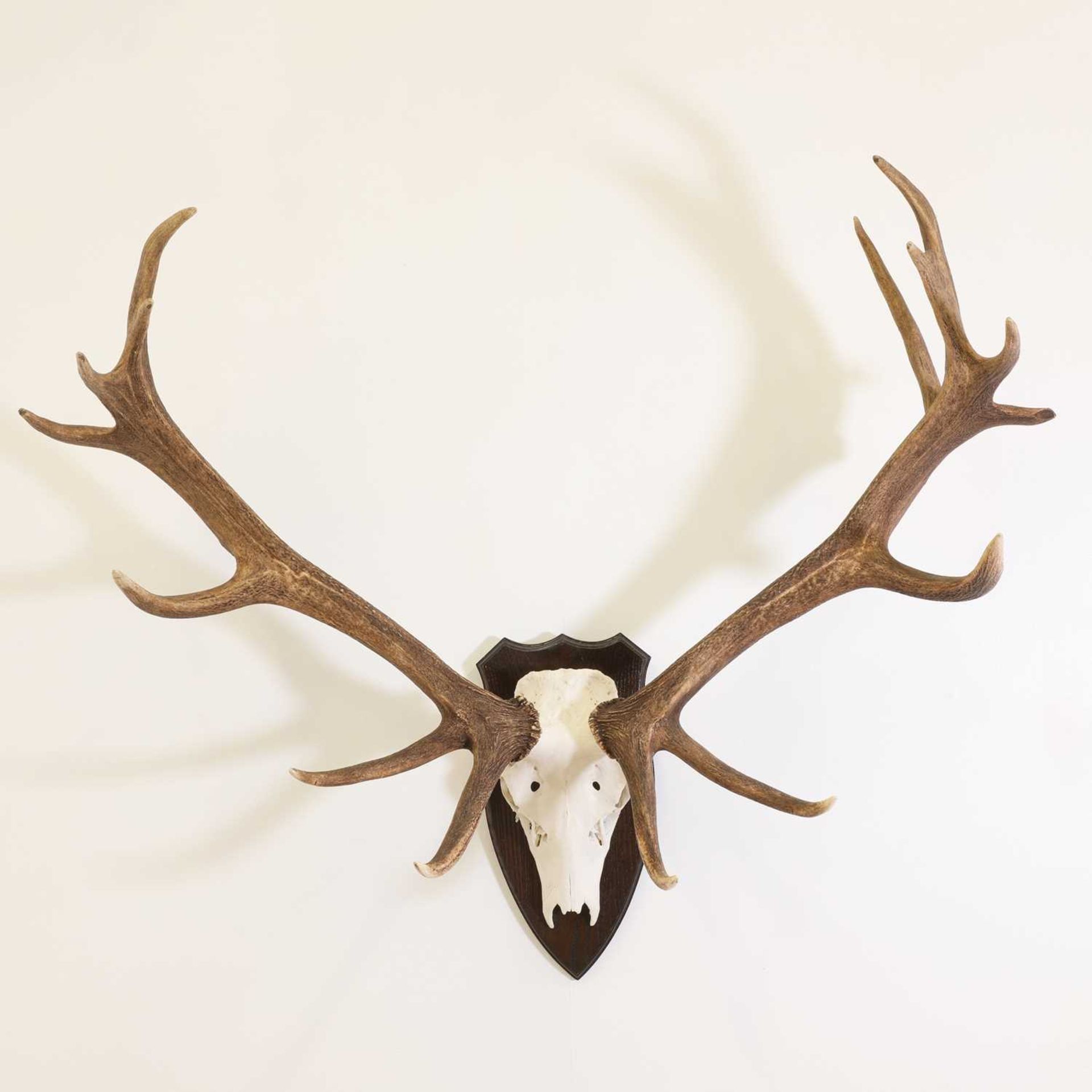 Taxidermy: Two sets of red deer antlers - Image 2 of 5