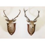Taxidermy: Two red deer neck mounts on oak shields