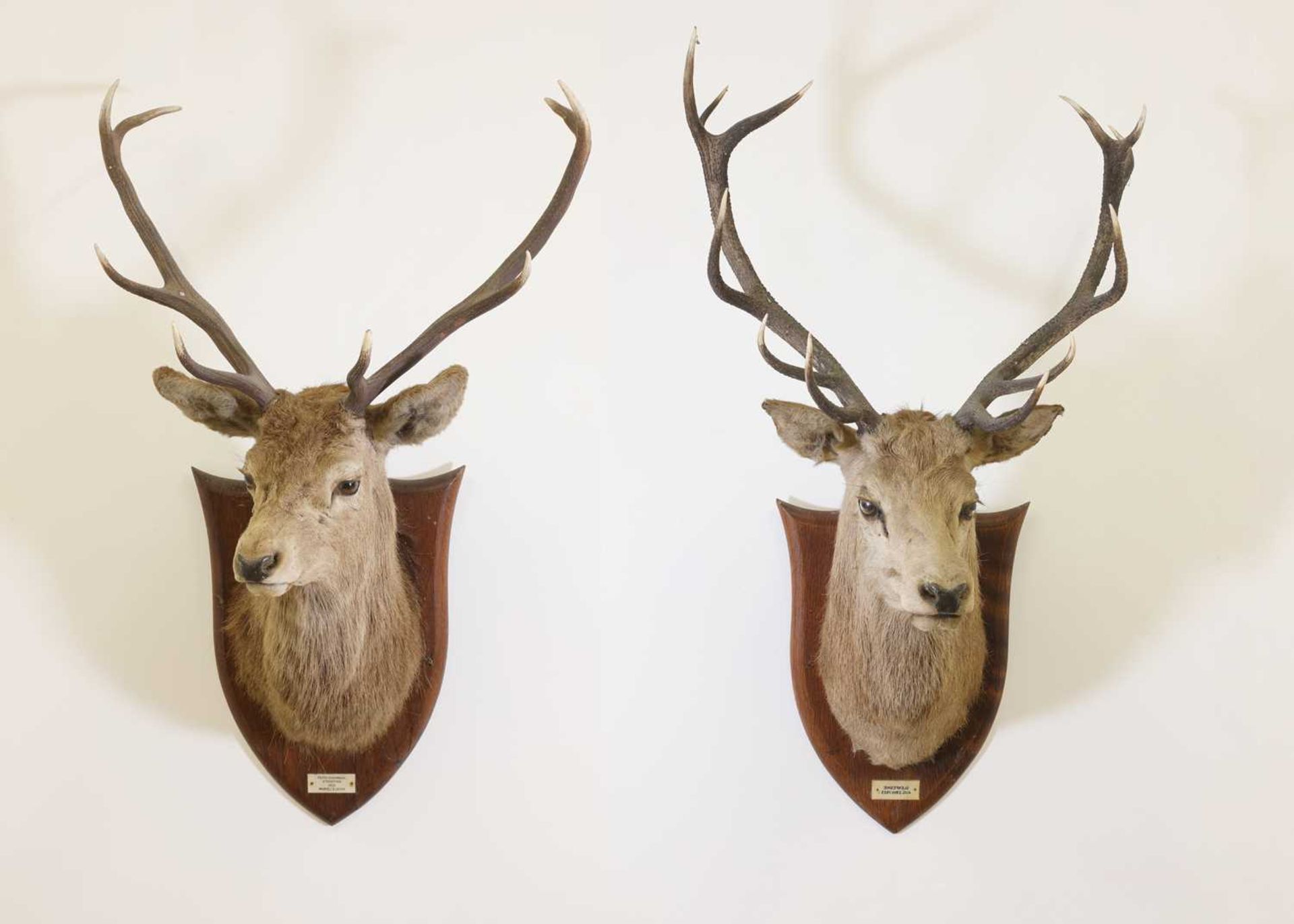 Taxidermy: Two red deer neck mounts on oak shields