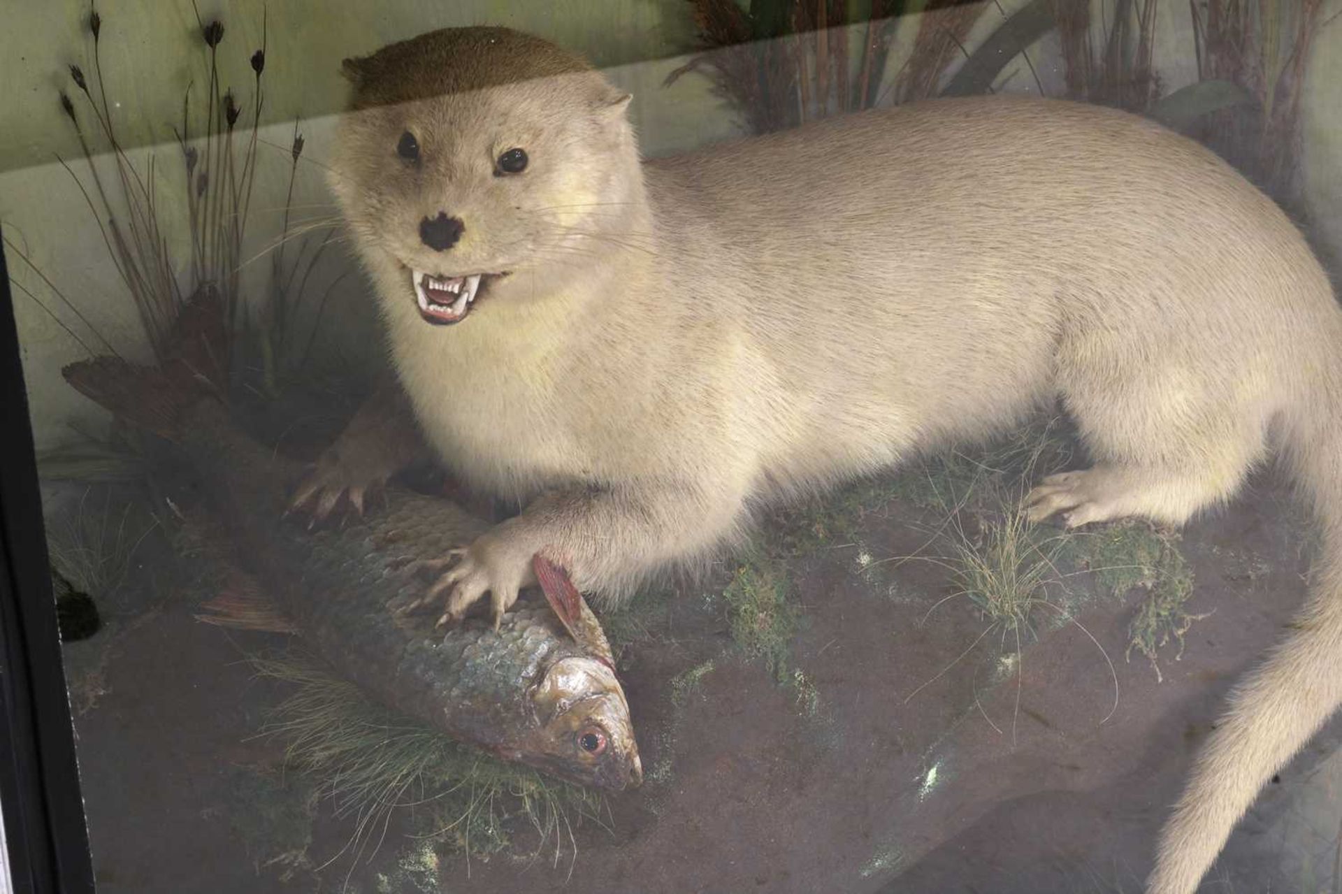 Taxidermy: Eurasian otter - Bild 3 aus 10