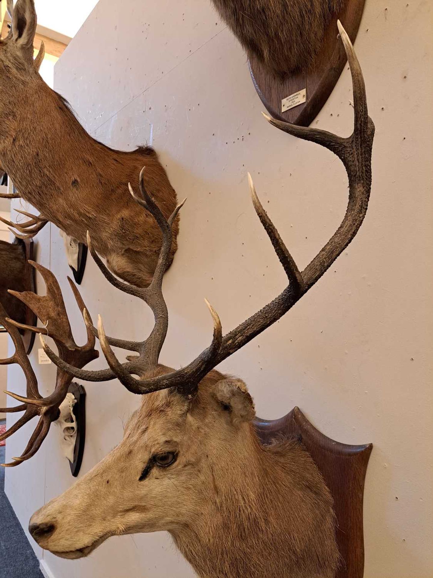 Taxidermy: Two red deer neck mounts on oak shields - Image 12 of 25