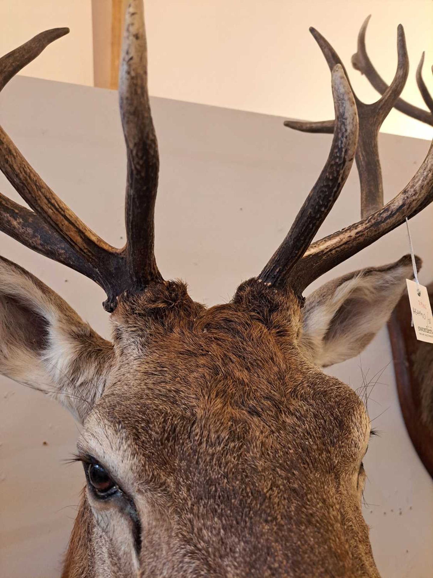 Taxidermy: Red deer - Image 9 of 22