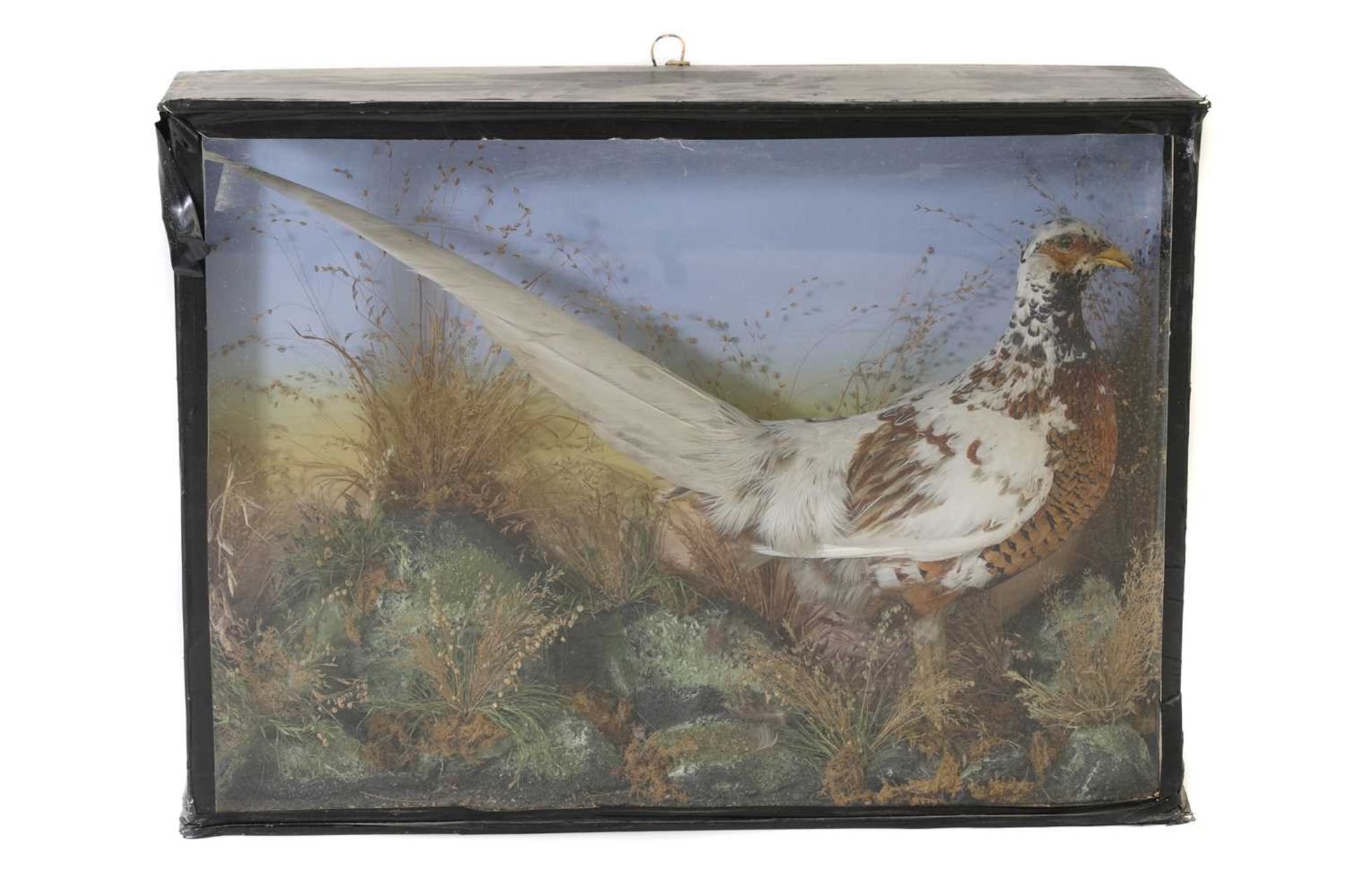 Taxidermy: A hybrid pheasant