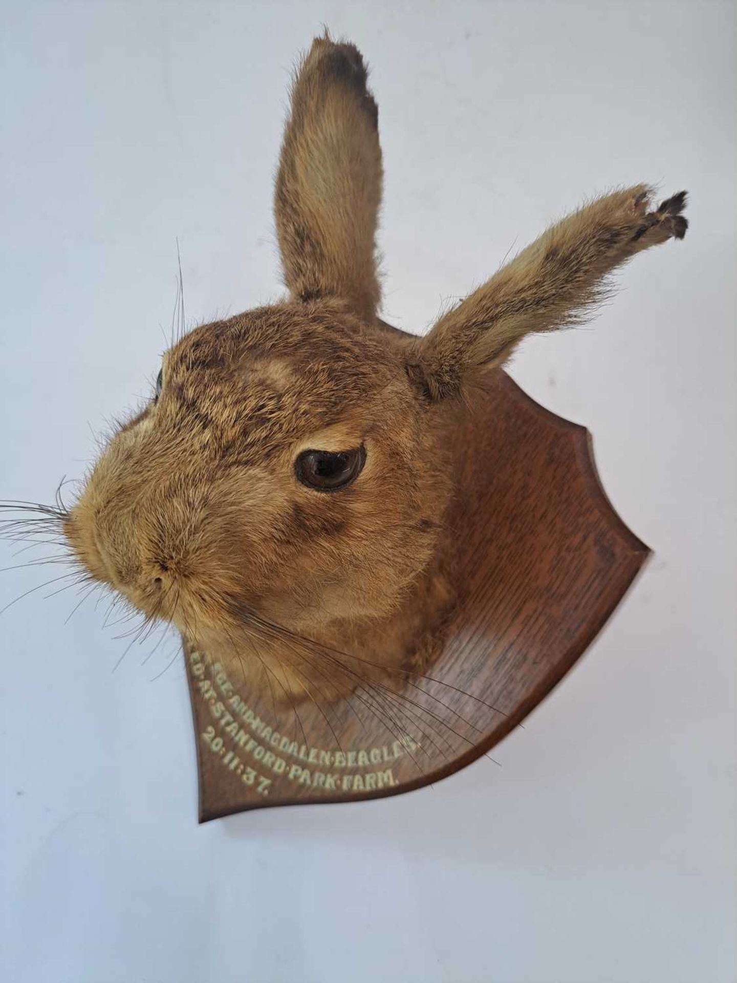 Taxidermy: A brown hare - Bild 13 aus 15