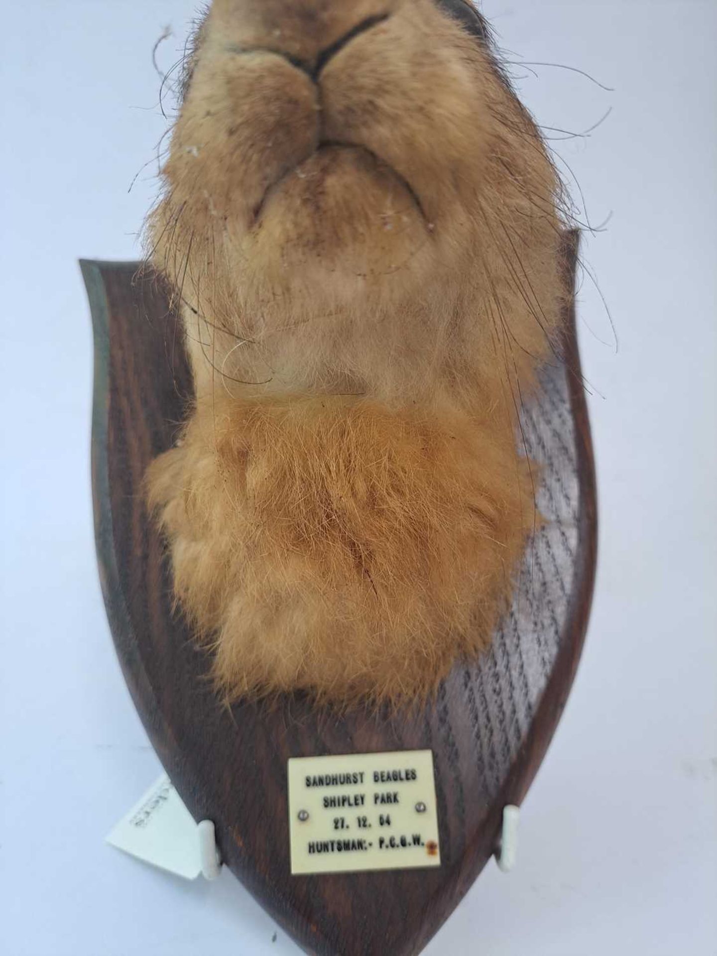 Taxidermy: A brown hare - Bild 6 aus 15