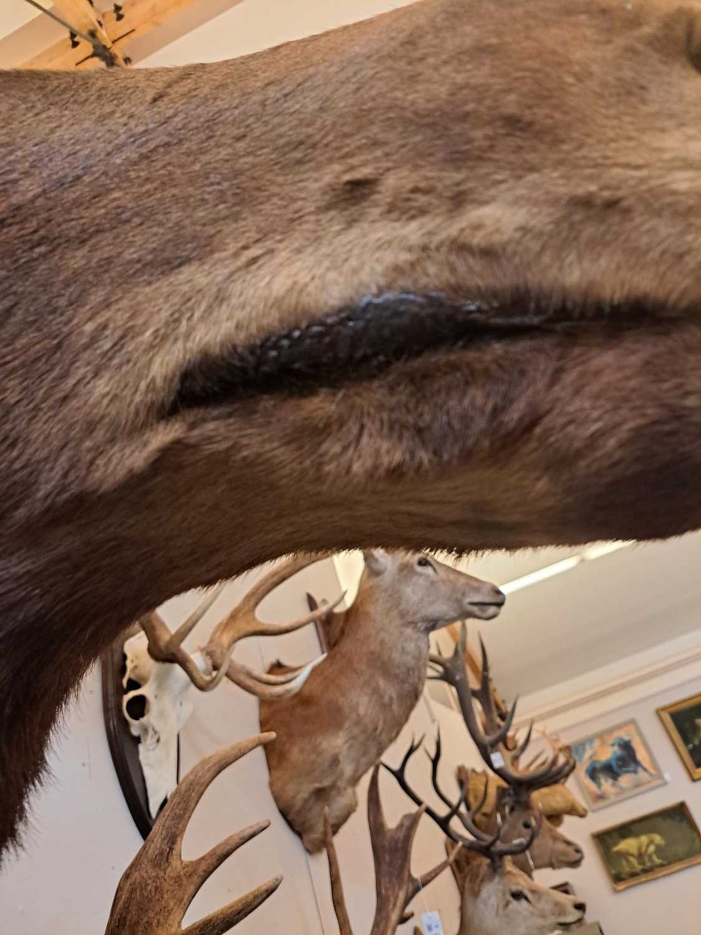 Taxidermy: Canadian moose - Image 22 of 23