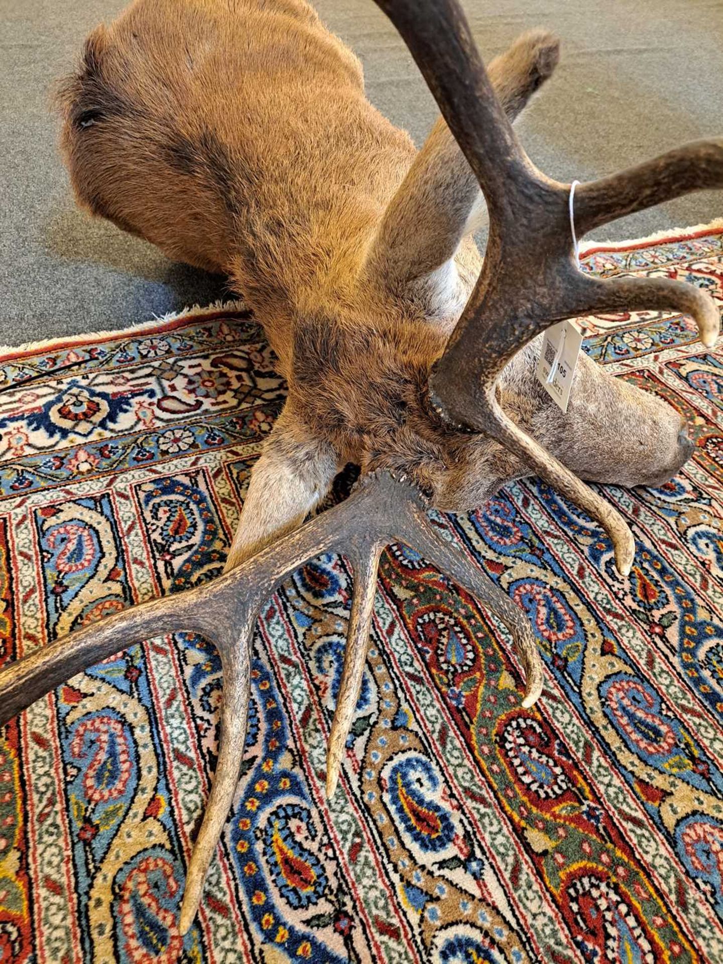 Taxidermy: Red deer - Bild 17 aus 22