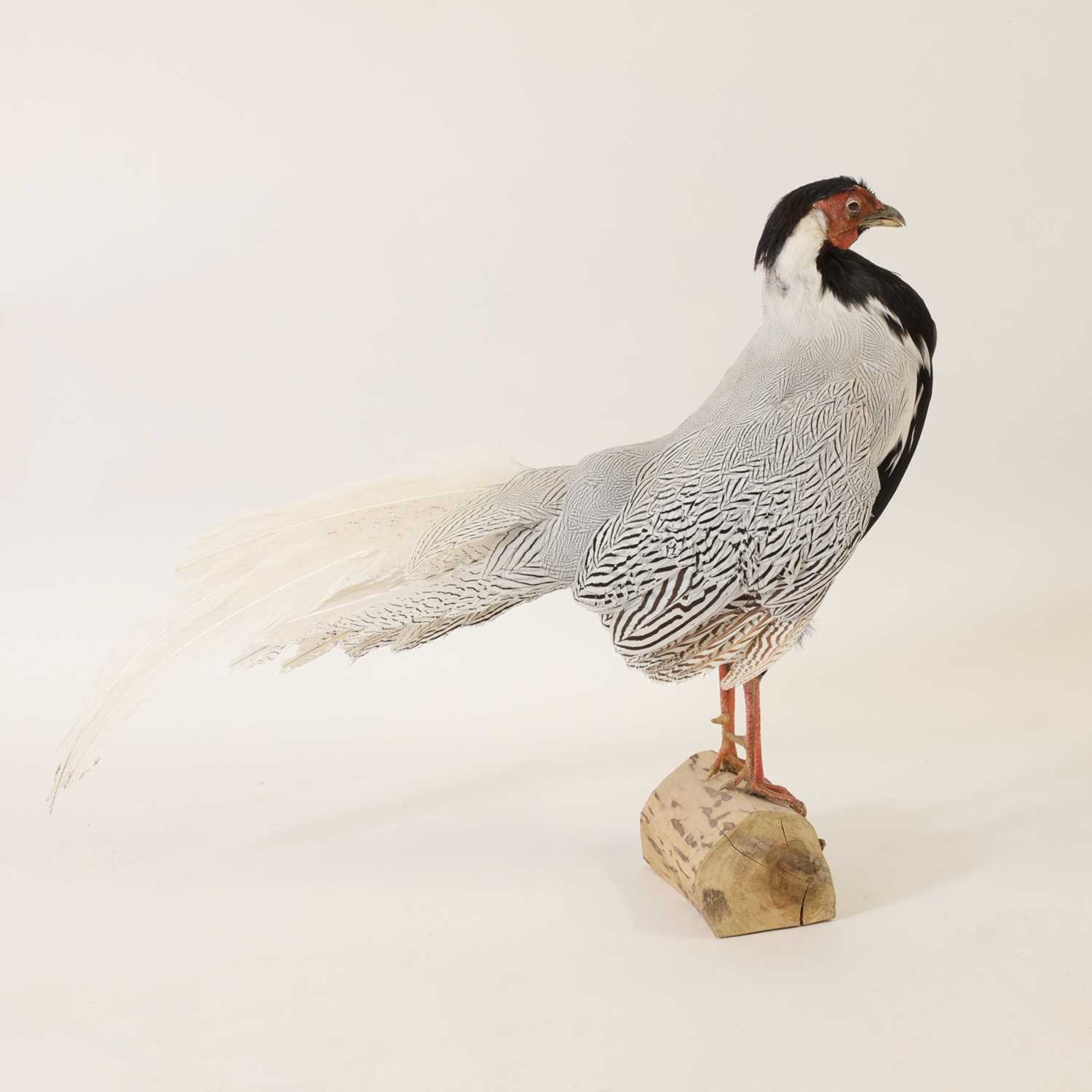 Taxidermy: A silver pheasant - Bild 2 aus 3