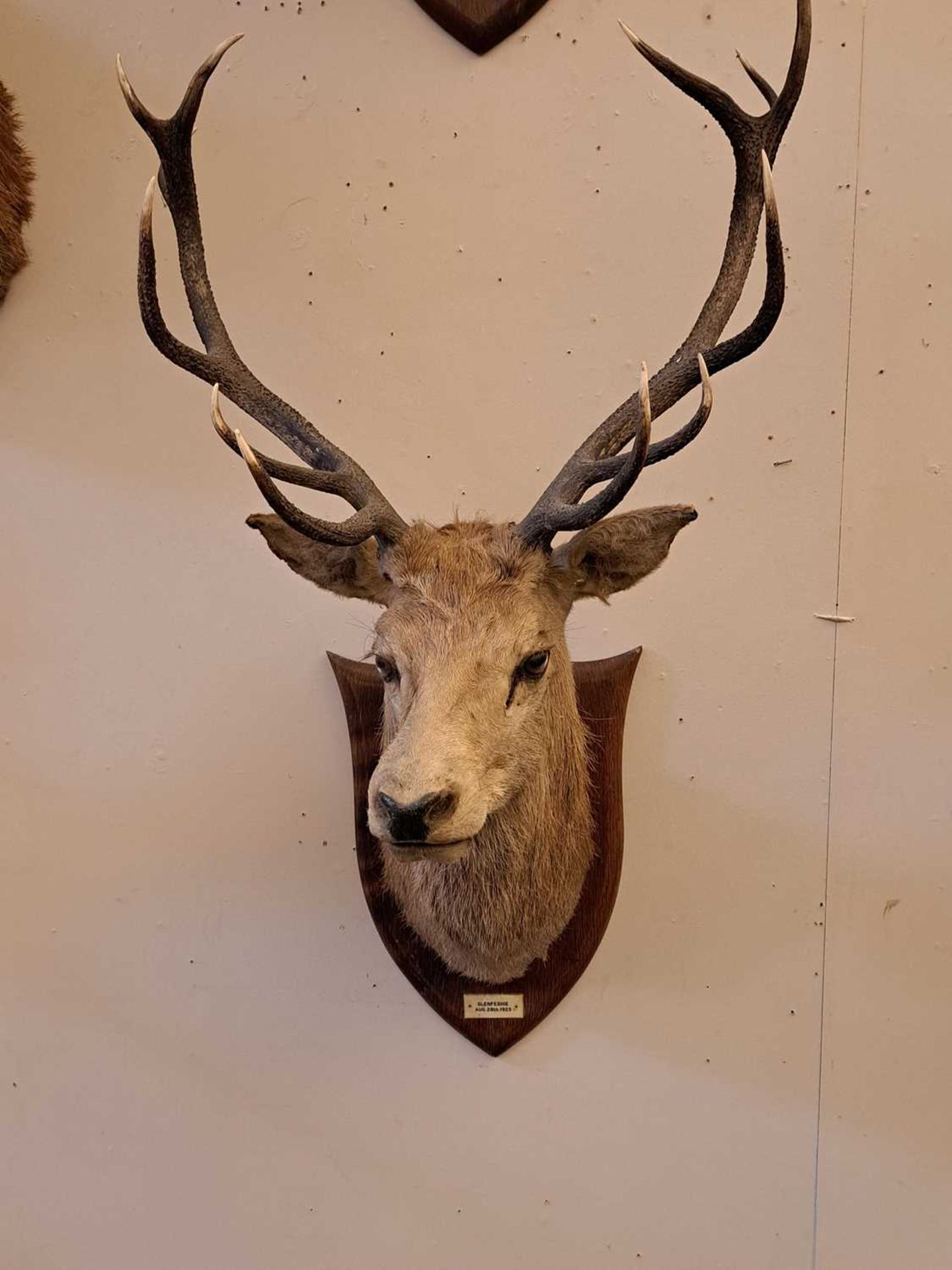 Taxidermy: Two red deer neck mounts on oak shields - Image 24 of 25