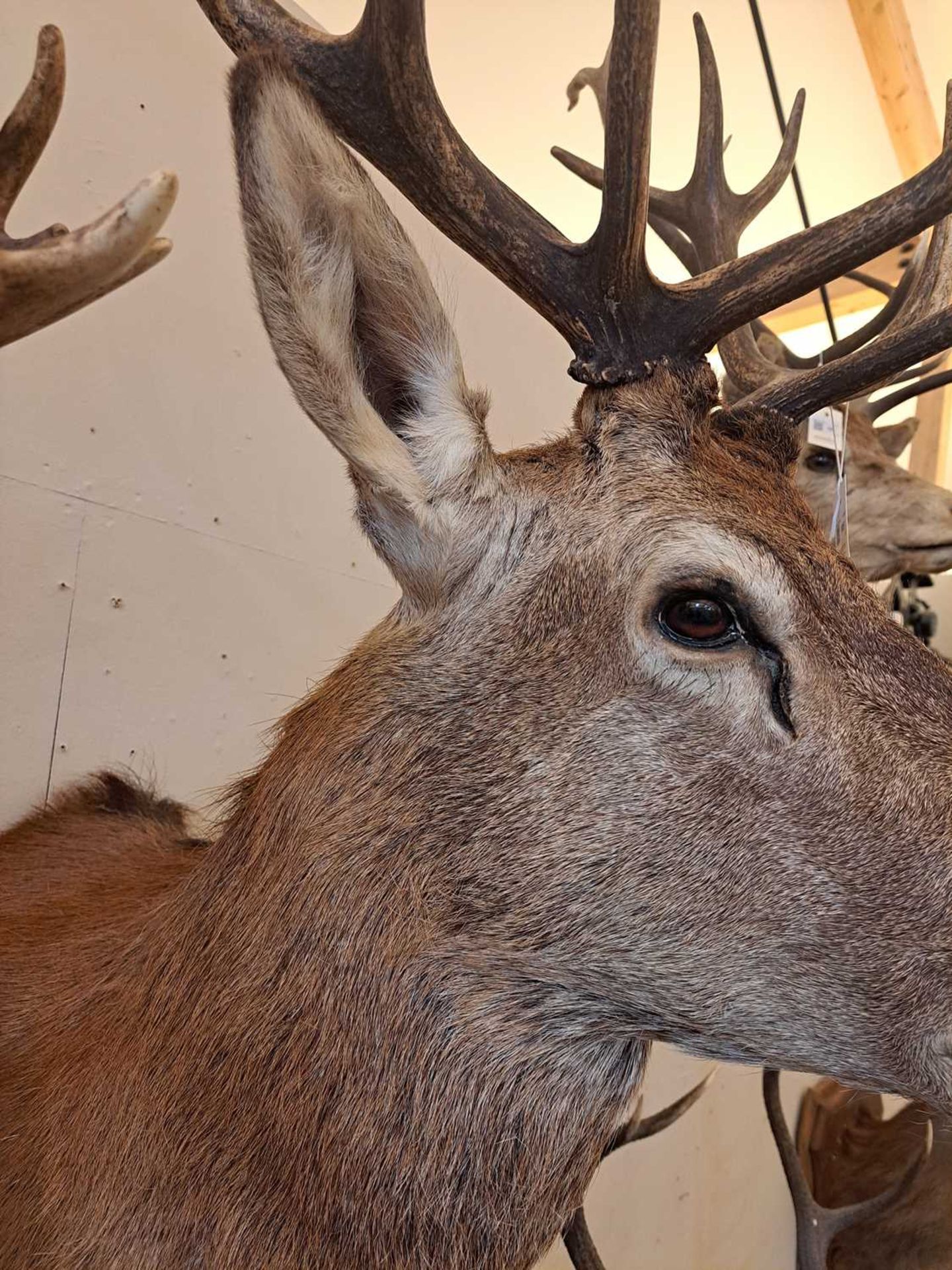 Taxidermy: Red deer - Image 8 of 22