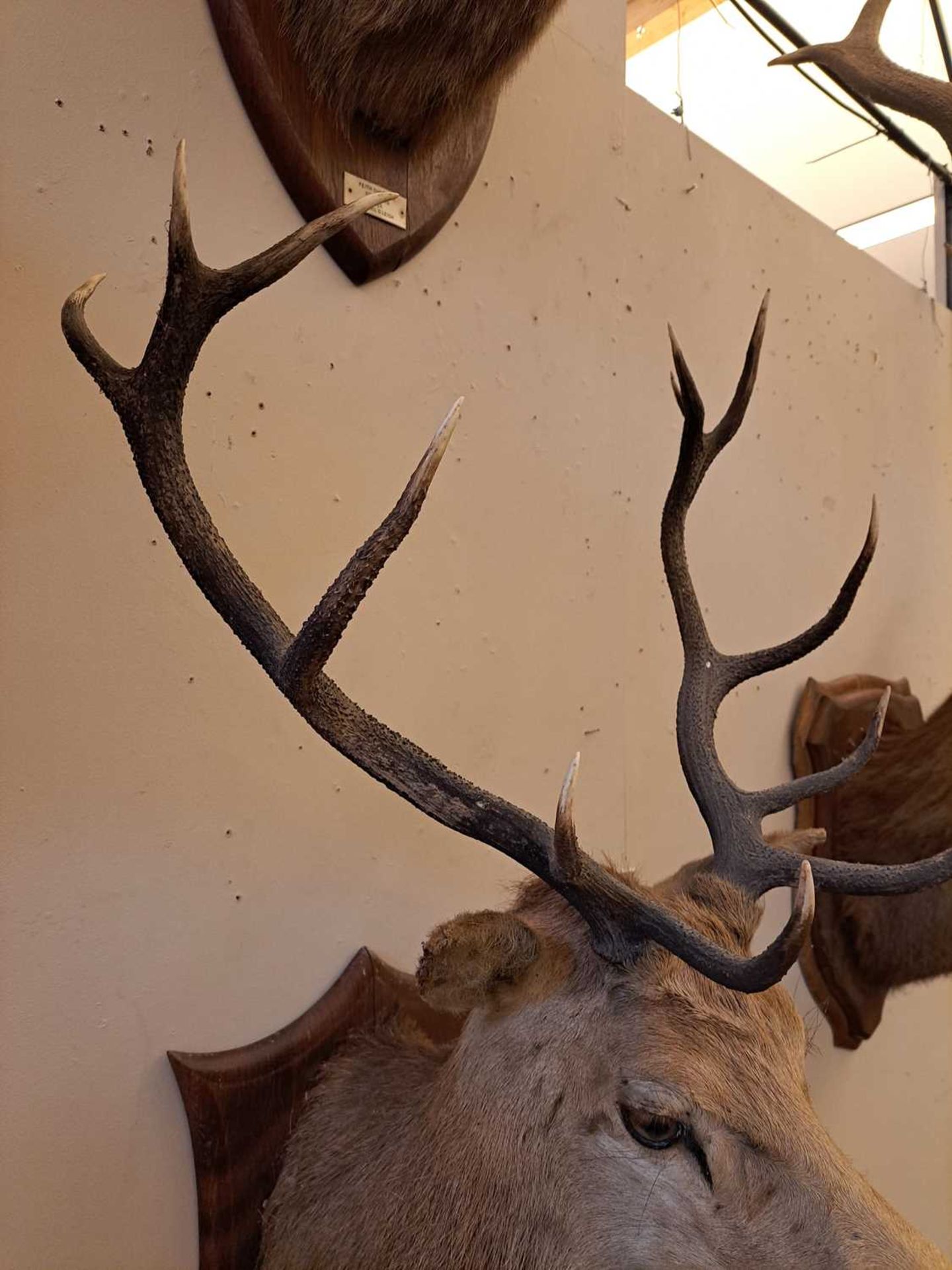 Taxidermy: Two red deer neck mounts on oak shields - Image 25 of 25
