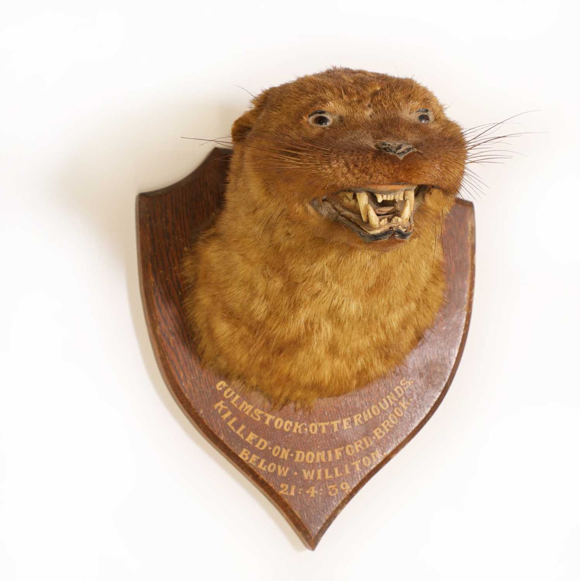 Taxidermy: Eurasian otter - Image 2 of 2
