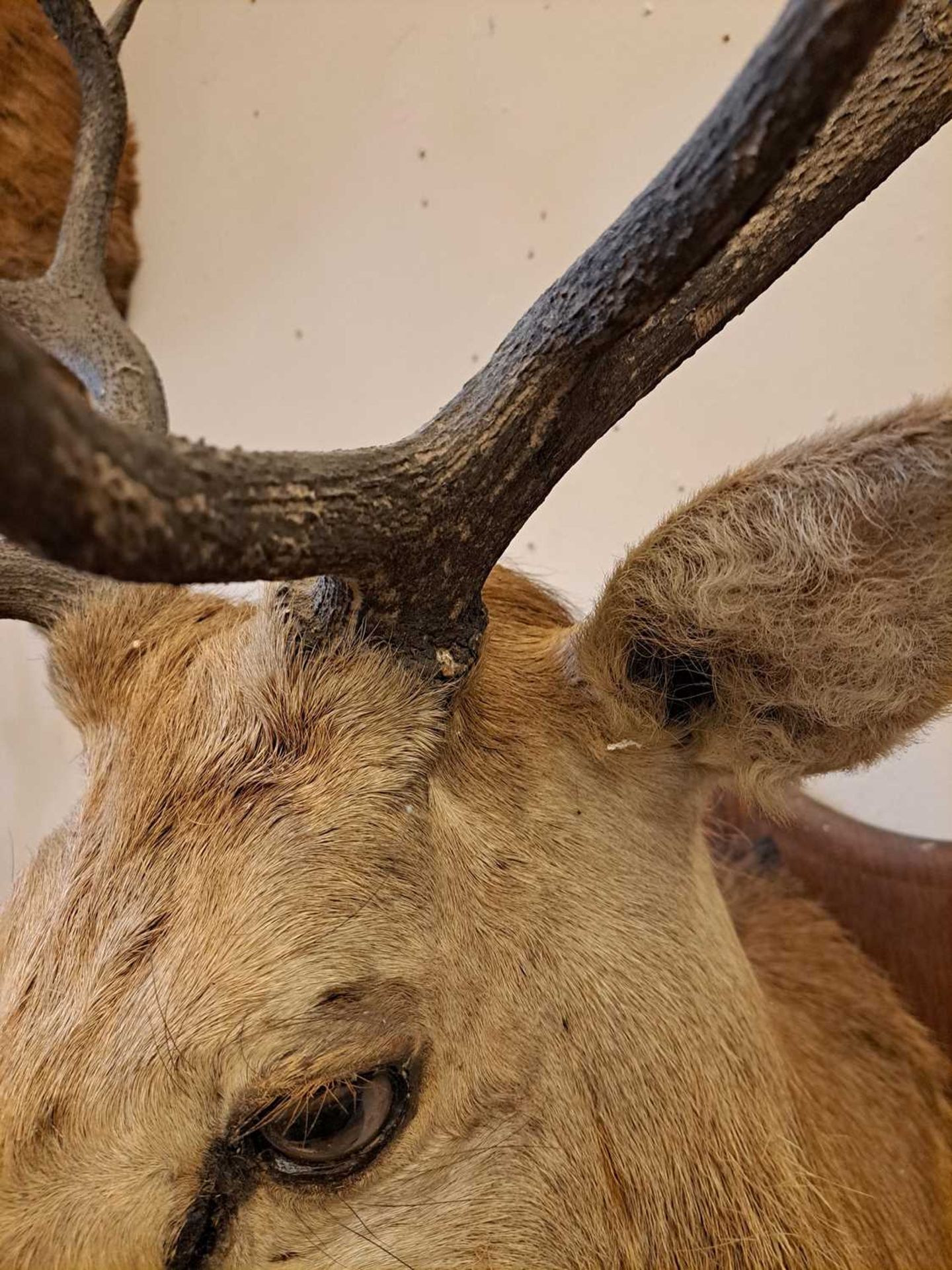 Taxidermy: Two red deer neck mounts on oak shields - Bild 13 aus 25