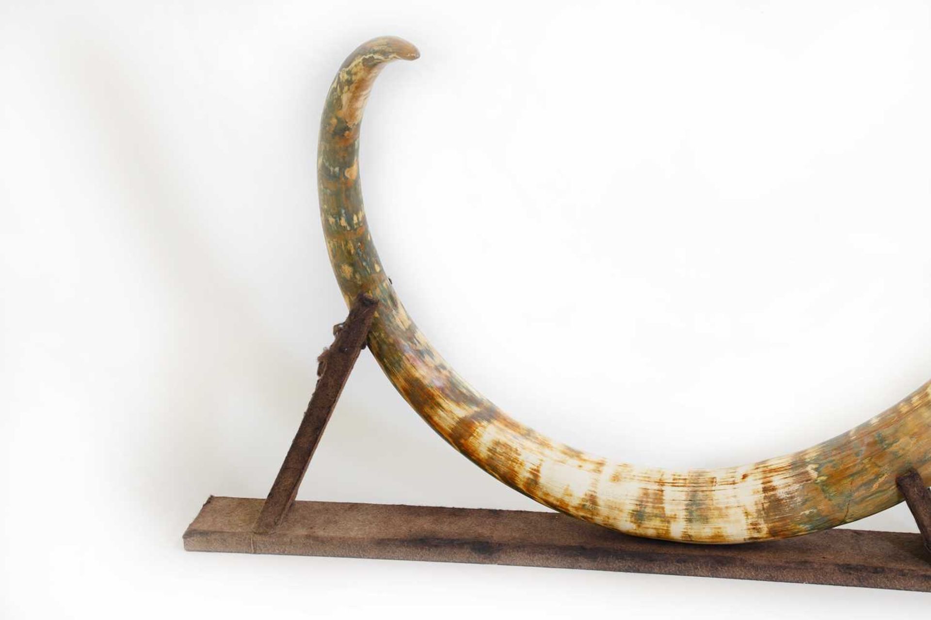 A large curved woolly mammoth’s tusk - Bild 3 aus 7