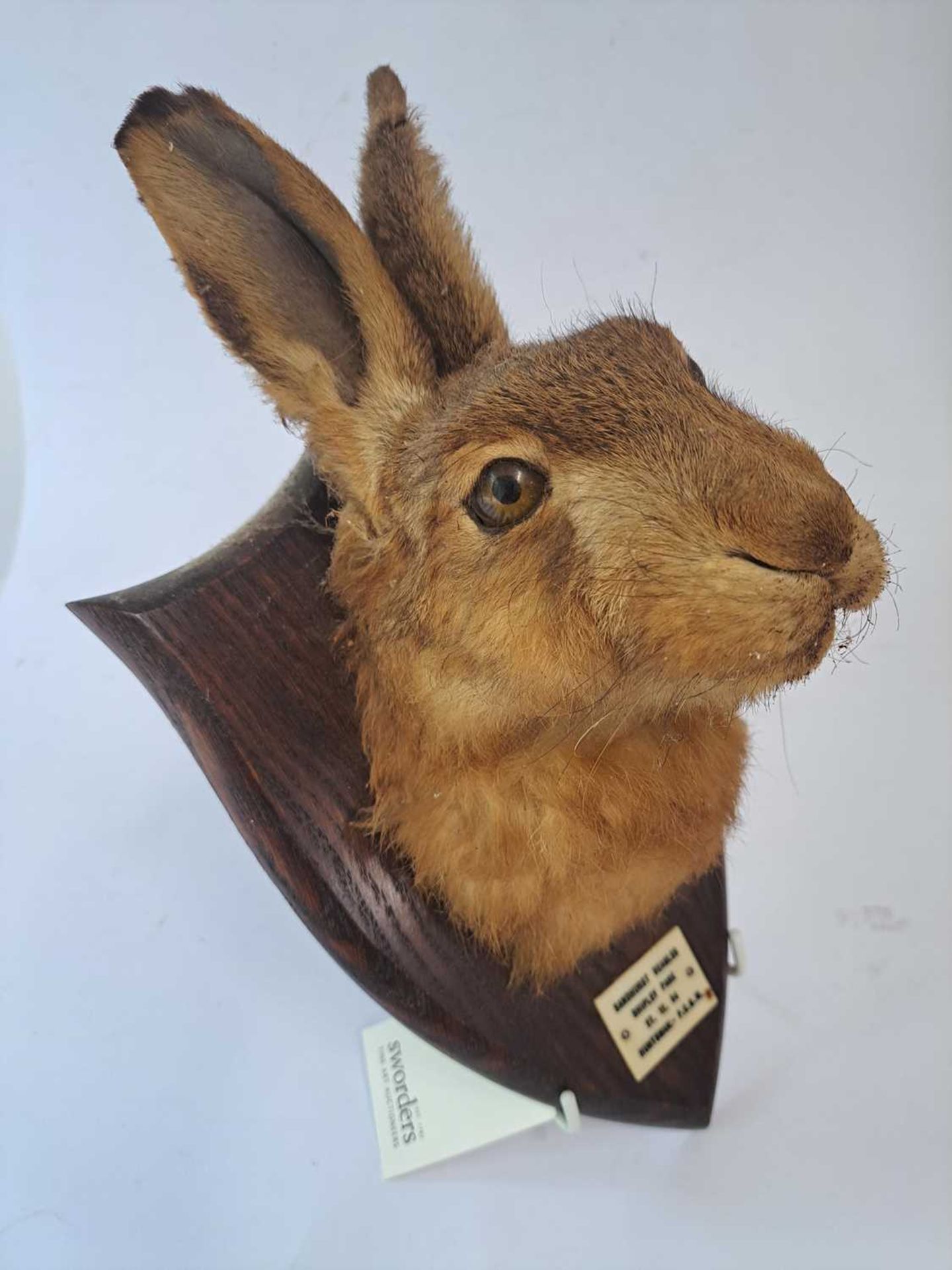 Taxidermy: A brown hare - Bild 4 aus 15