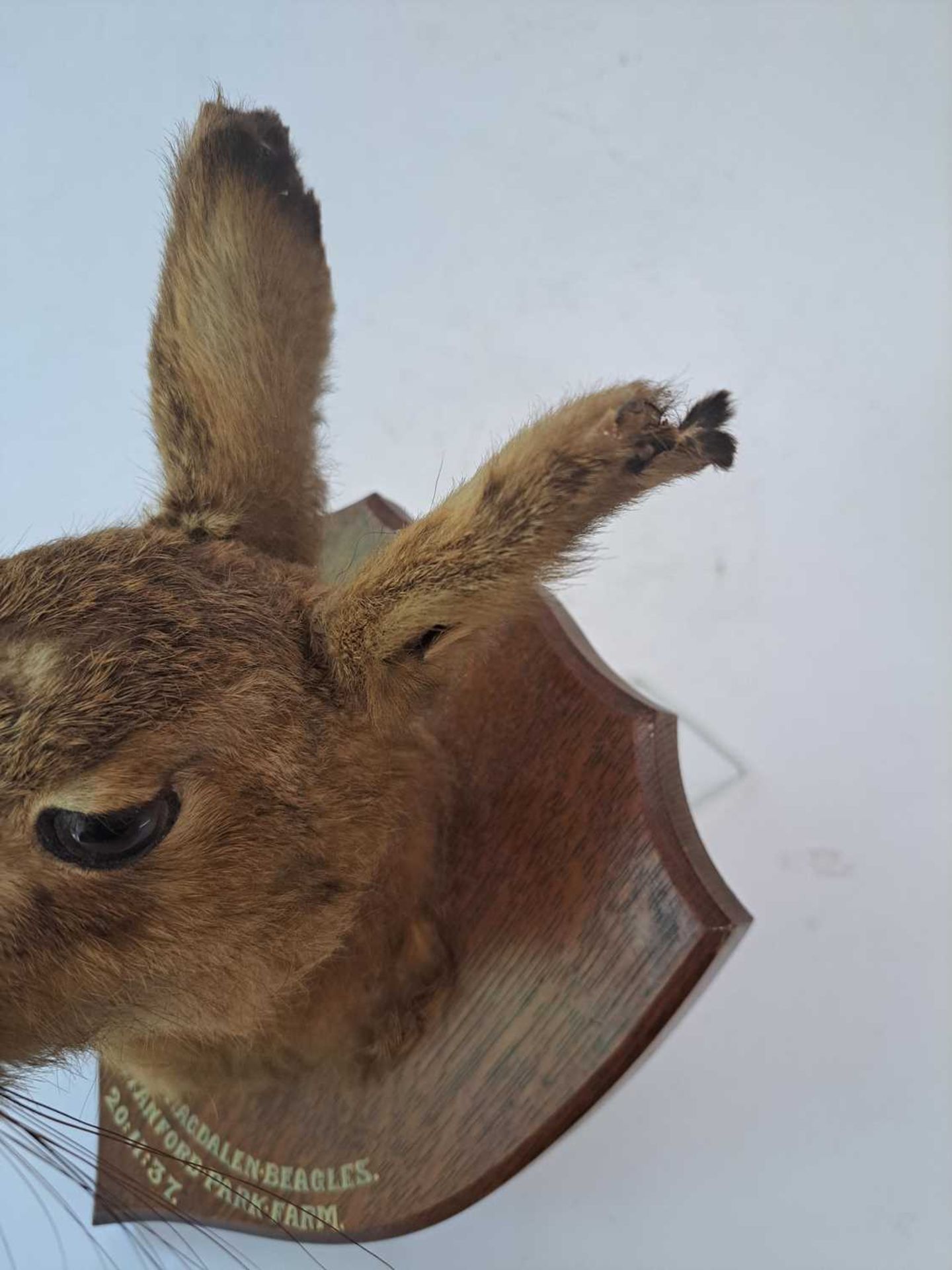 Taxidermy: A brown hare - Bild 14 aus 15