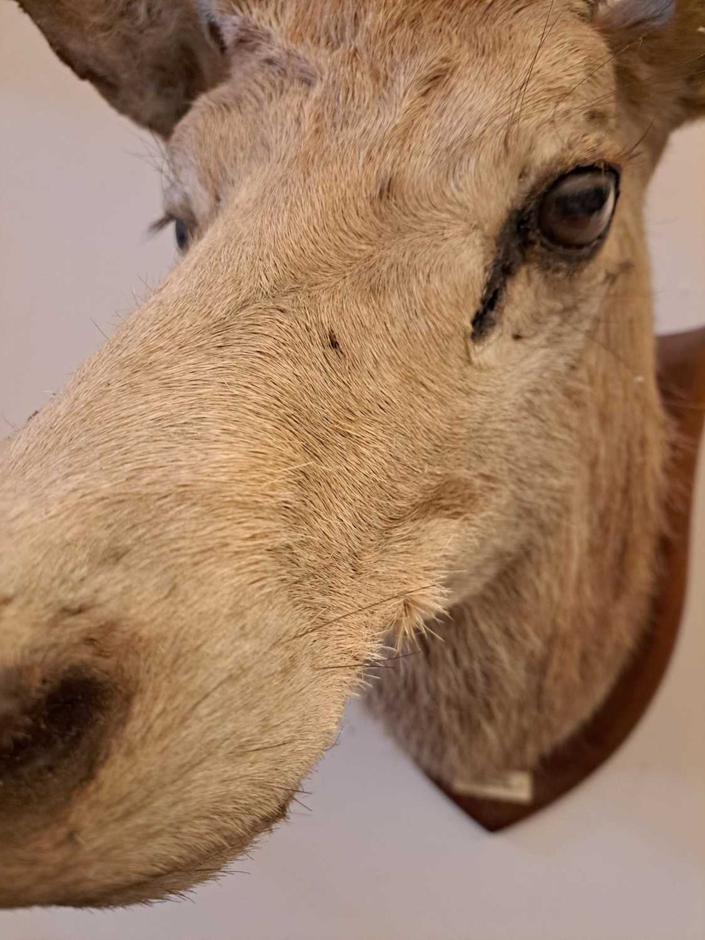 Taxidermy: Two red deer neck mounts on oak shields - Image 17 of 25