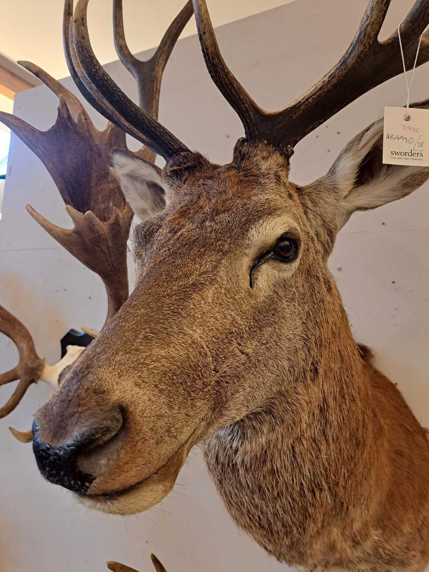 Taxidermy: Red deer - Image 3 of 22