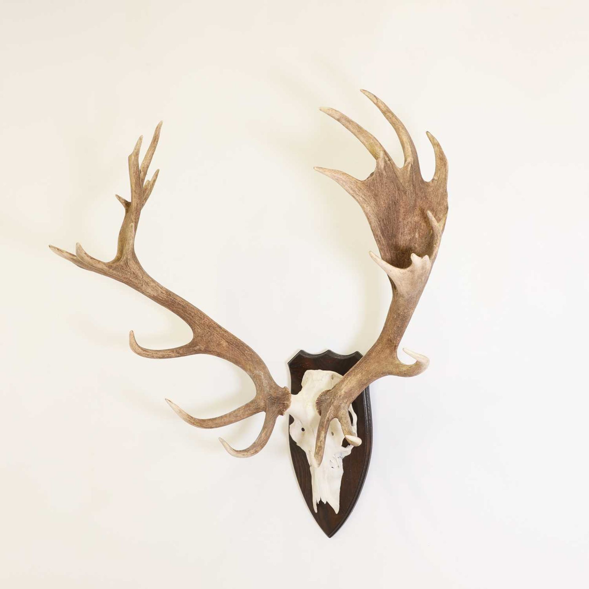 Taxidermy: Two sets of red deer antlers - Image 5 of 5