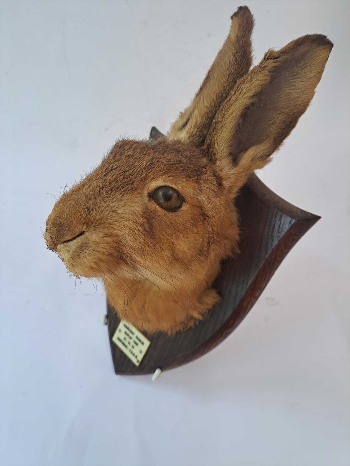 Taxidermy: A brown hare - Bild 3 aus 15