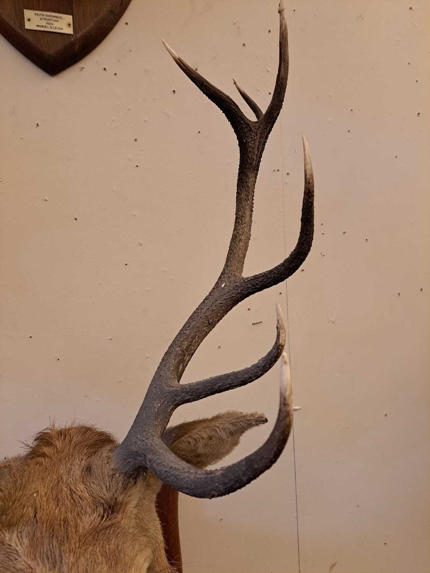 Taxidermy: Two red deer neck mounts on oak shields - Image 11 of 25