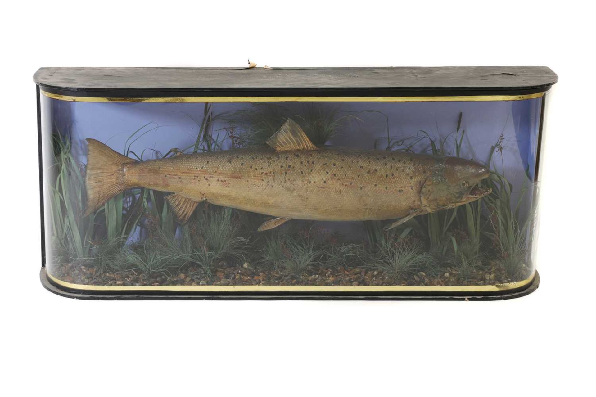 Taxidermy: large Atlantic salmon