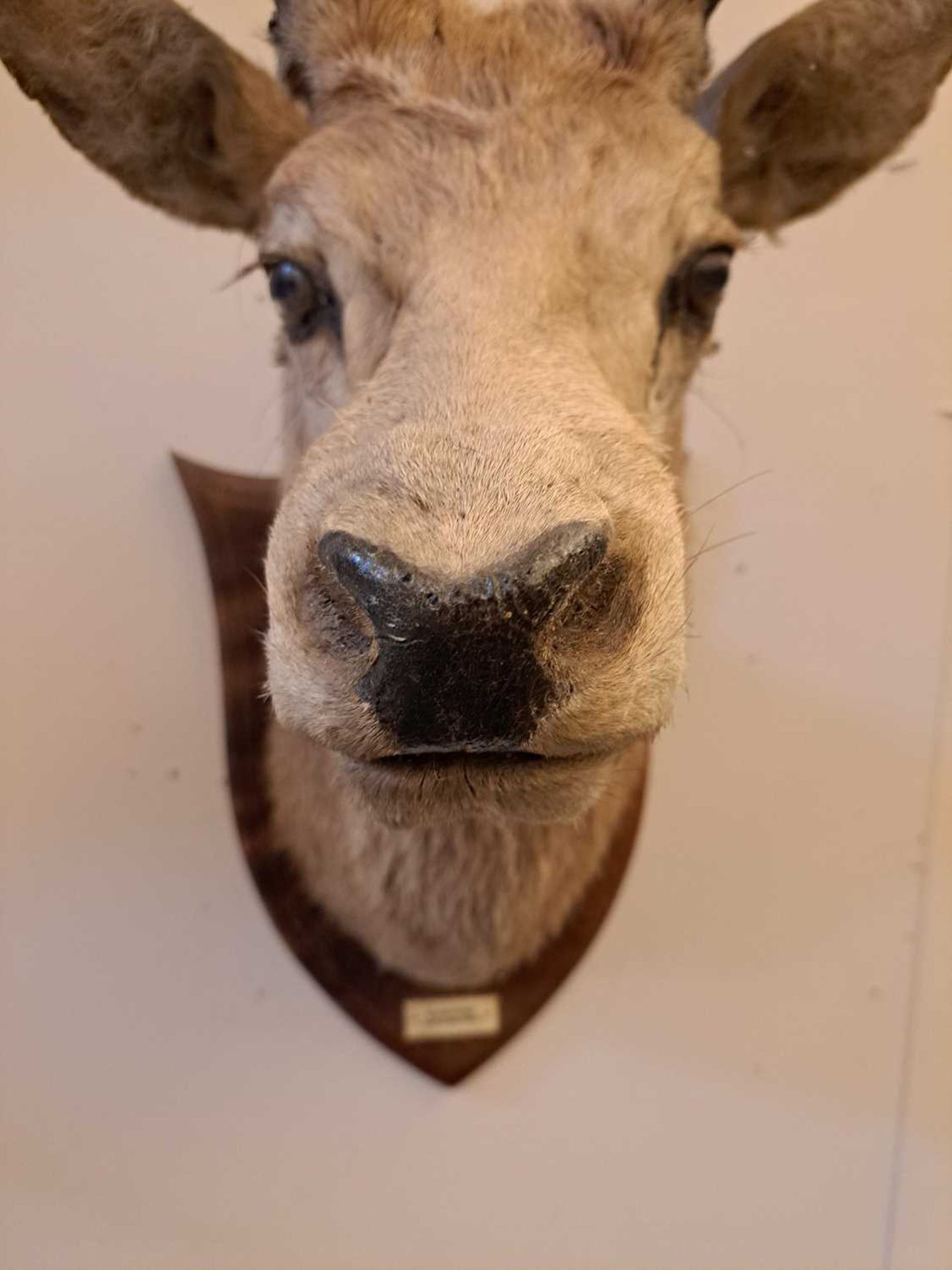 Taxidermy: Two red deer neck mounts on oak shields - Bild 23 aus 25