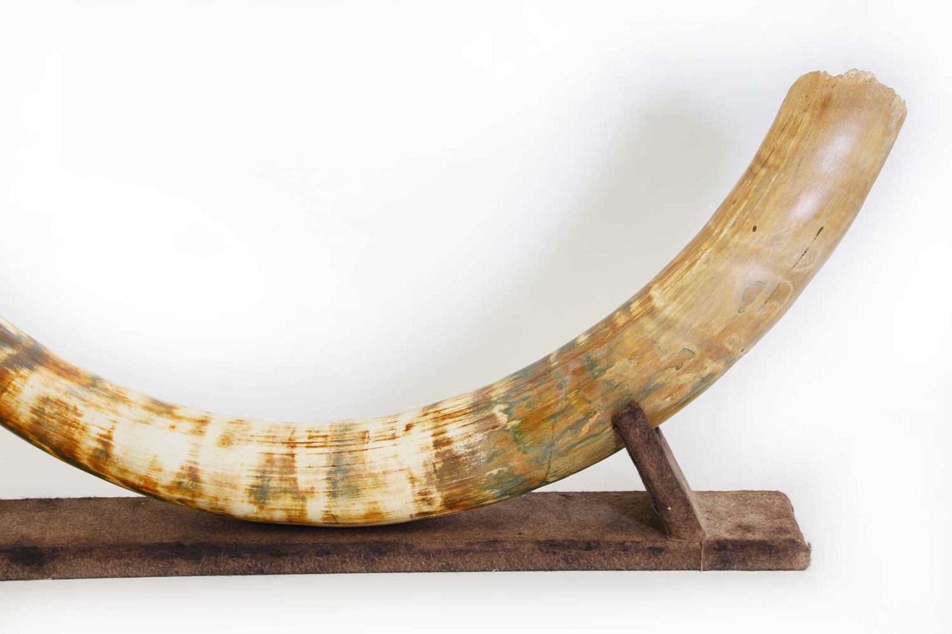 A large curved woolly mammoth’s tusk - Bild 2 aus 7