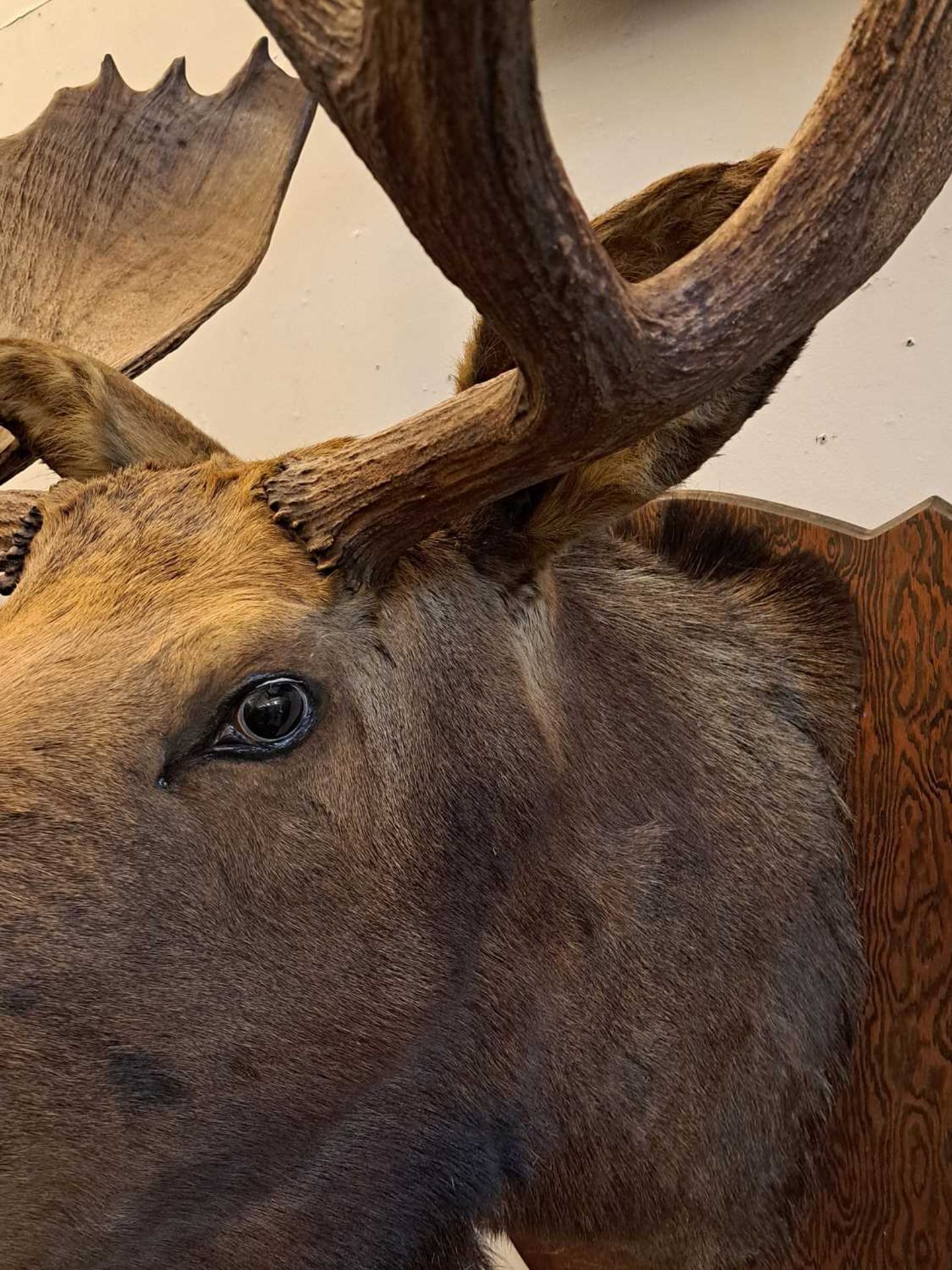 Taxidermy: Canadian moose - Image 13 of 23