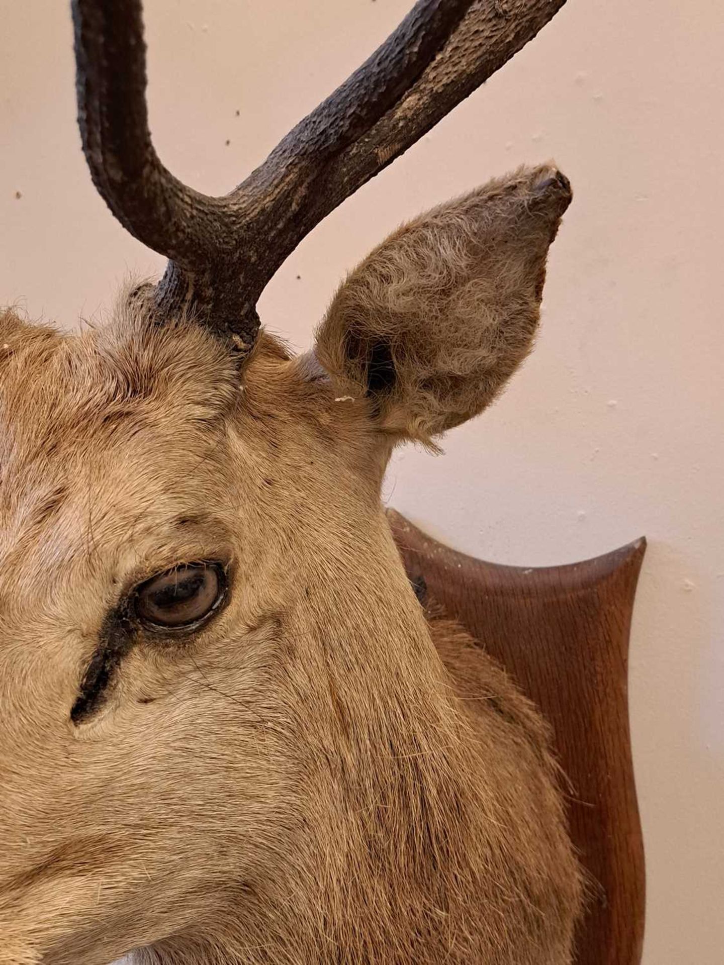 Taxidermy: Two red deer neck mounts on oak shields - Image 16 of 25