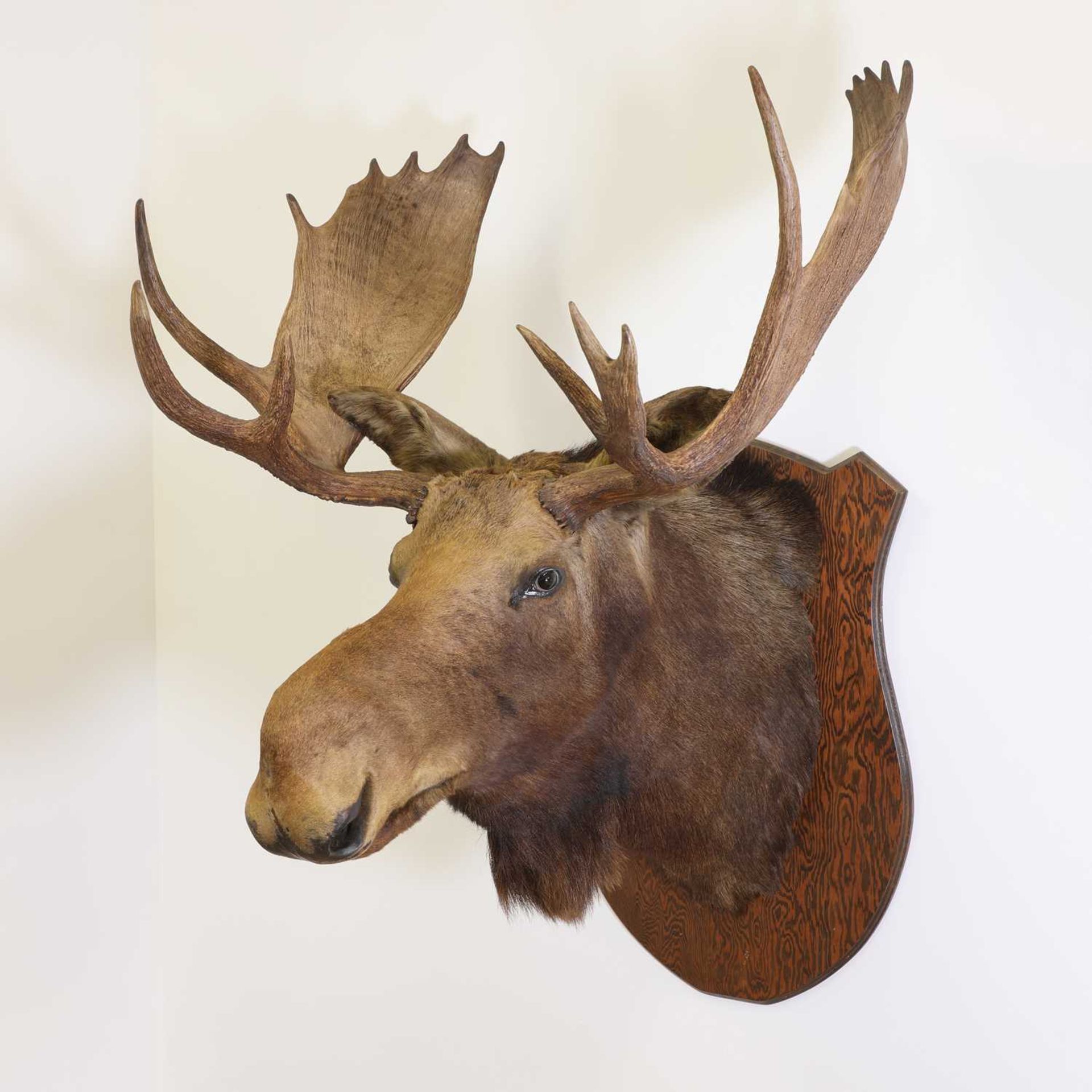 Taxidermy: Canadian moose - Image 2 of 23