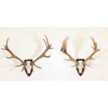 Taxidermy: Two sets of red deer antlers