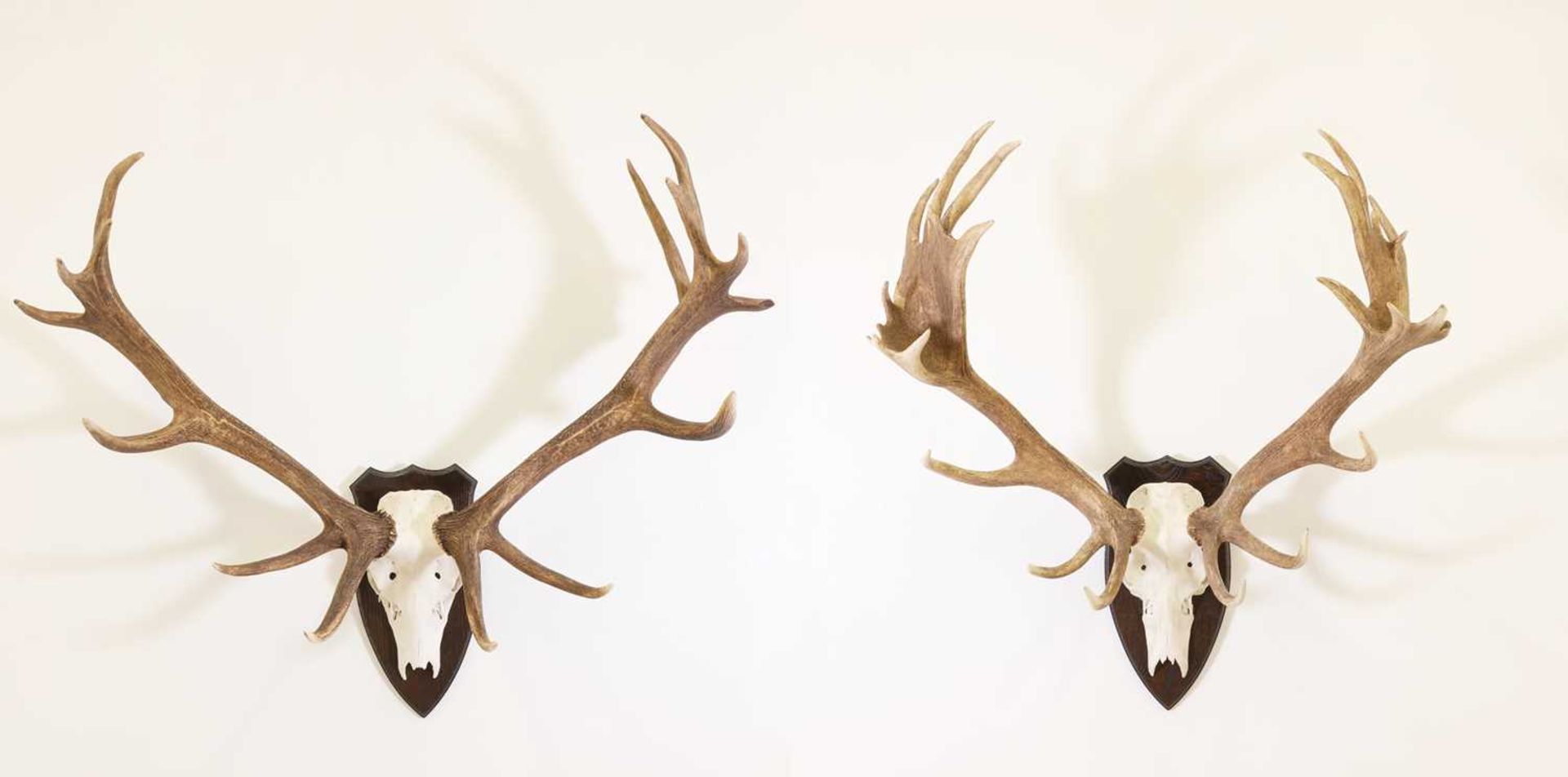 Taxidermy: Two sets of red deer antlers