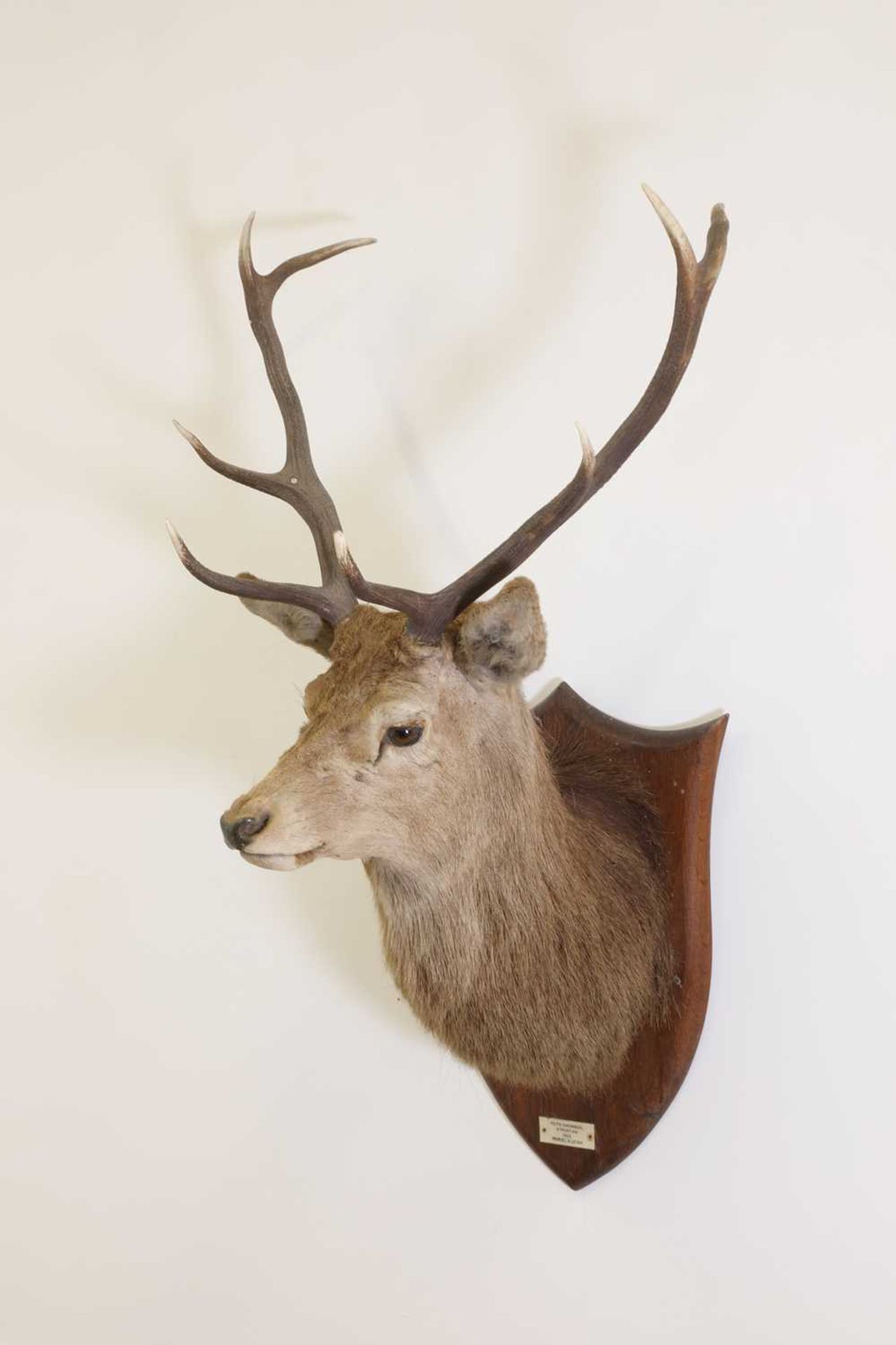 Taxidermy: Two red deer neck mounts on oak shields - Bild 3 aus 25