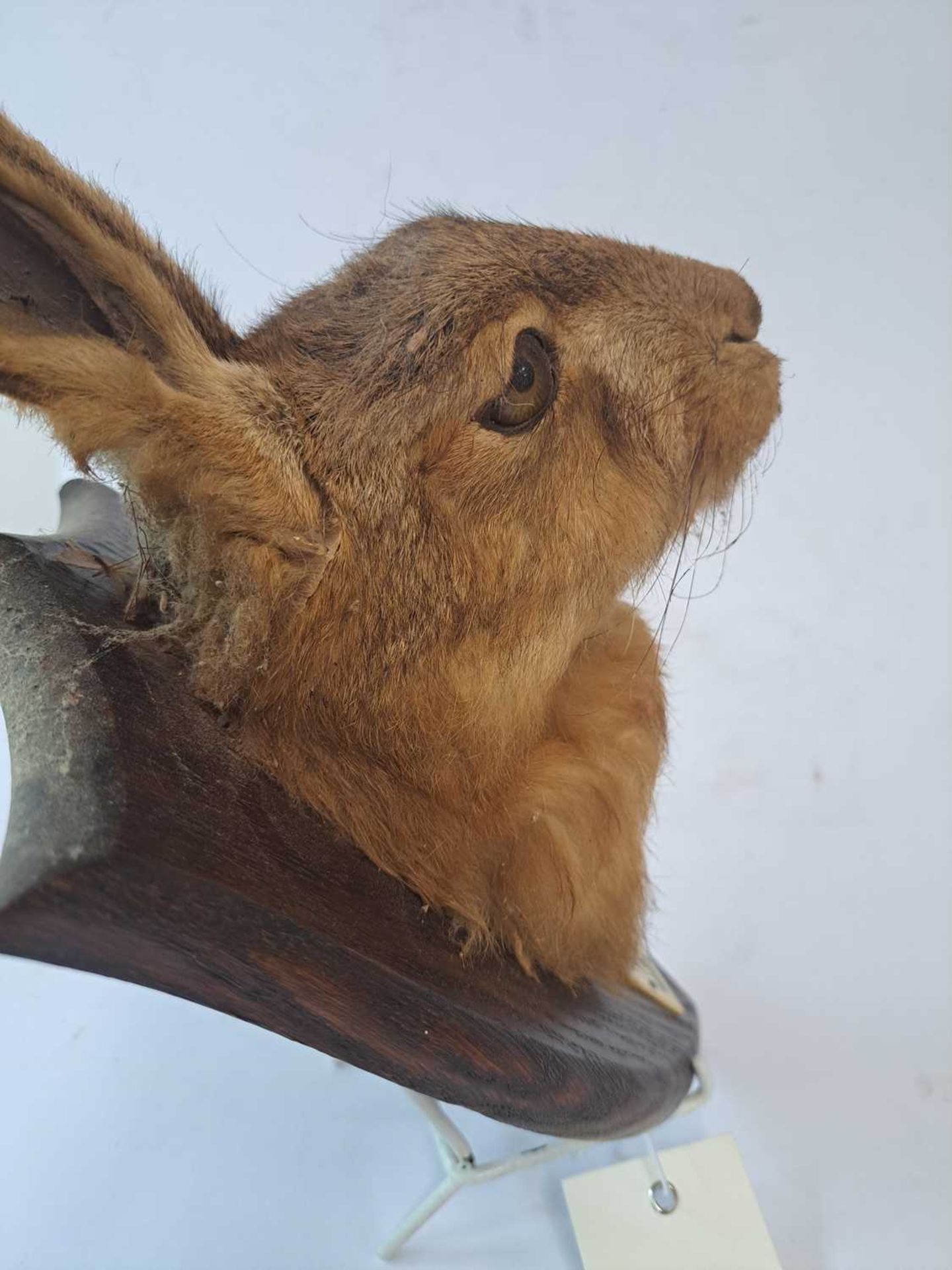 Taxidermy: A brown hare - Bild 8 aus 15