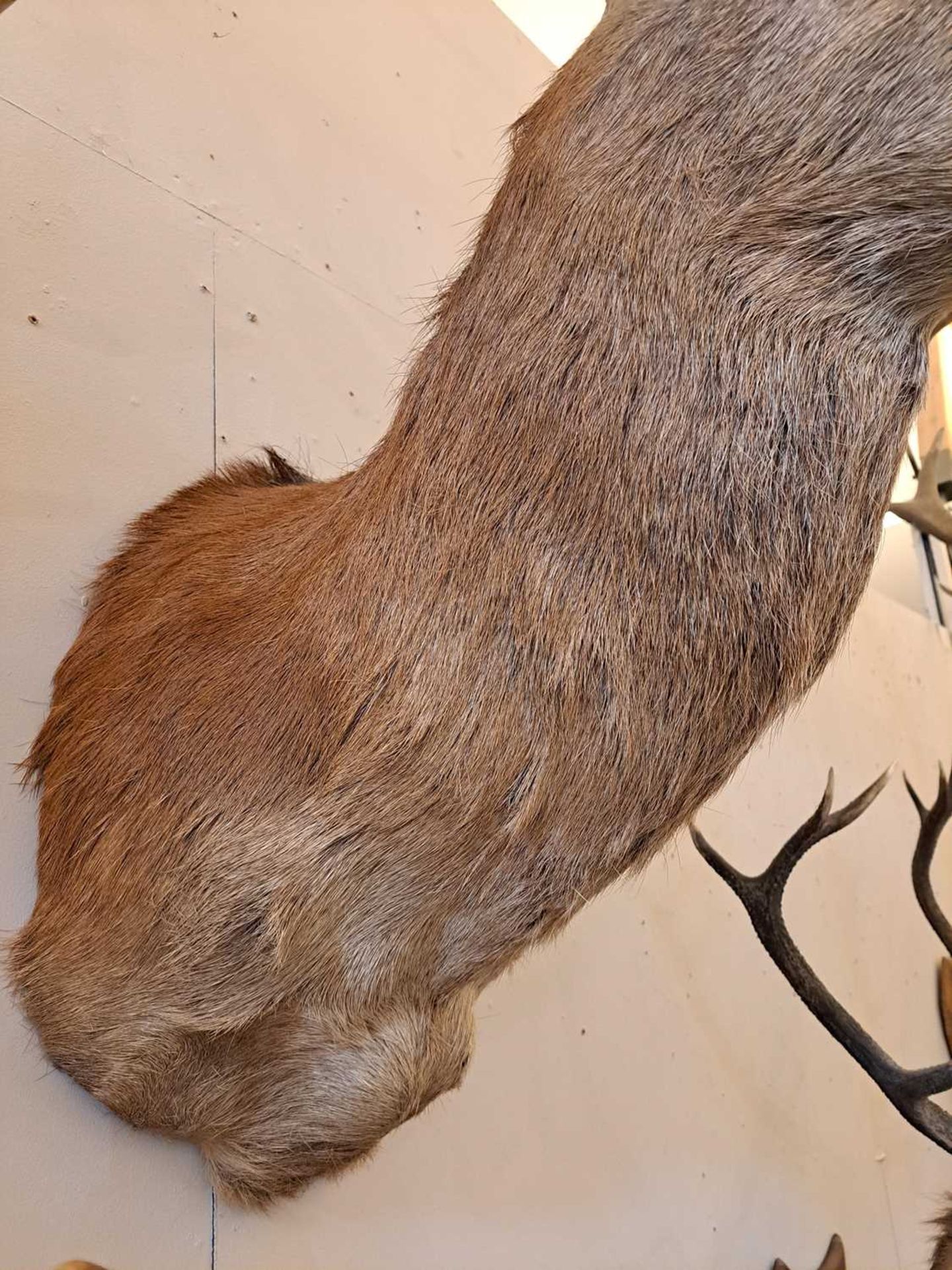 Taxidermy: Red deer - Image 6 of 22