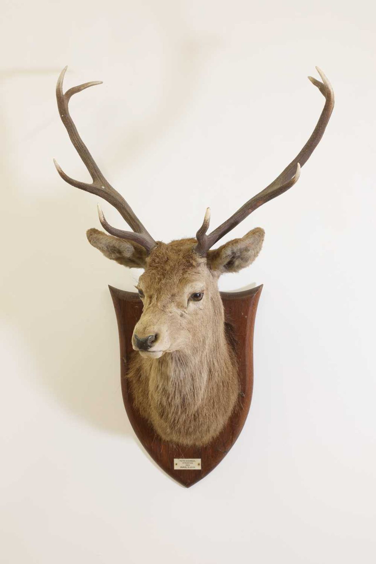 Taxidermy: Two red deer neck mounts on oak shields - Image 2 of 25