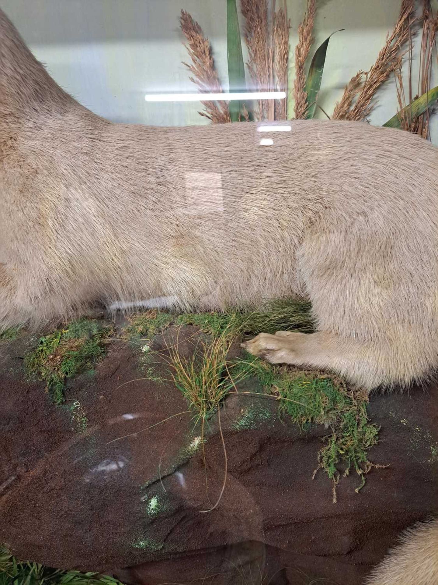 Taxidermy: Eurasian otter - Bild 8 aus 10