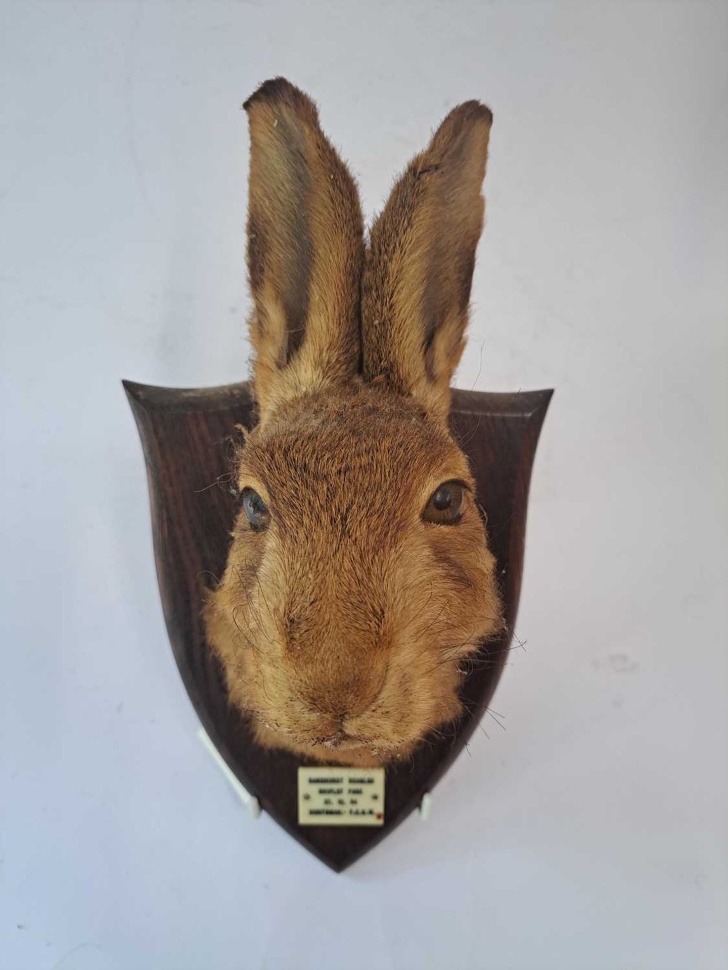 Taxidermy: A brown hare - Bild 2 aus 15