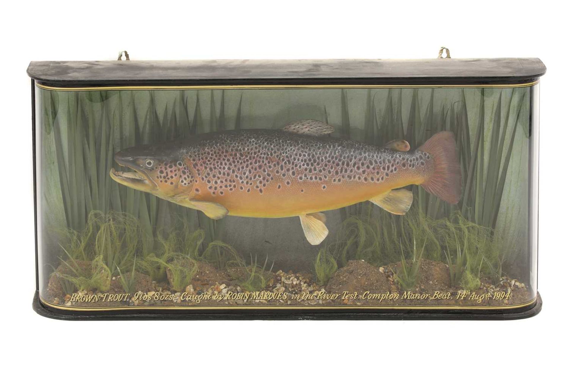 Taxidermy: A large brown trout