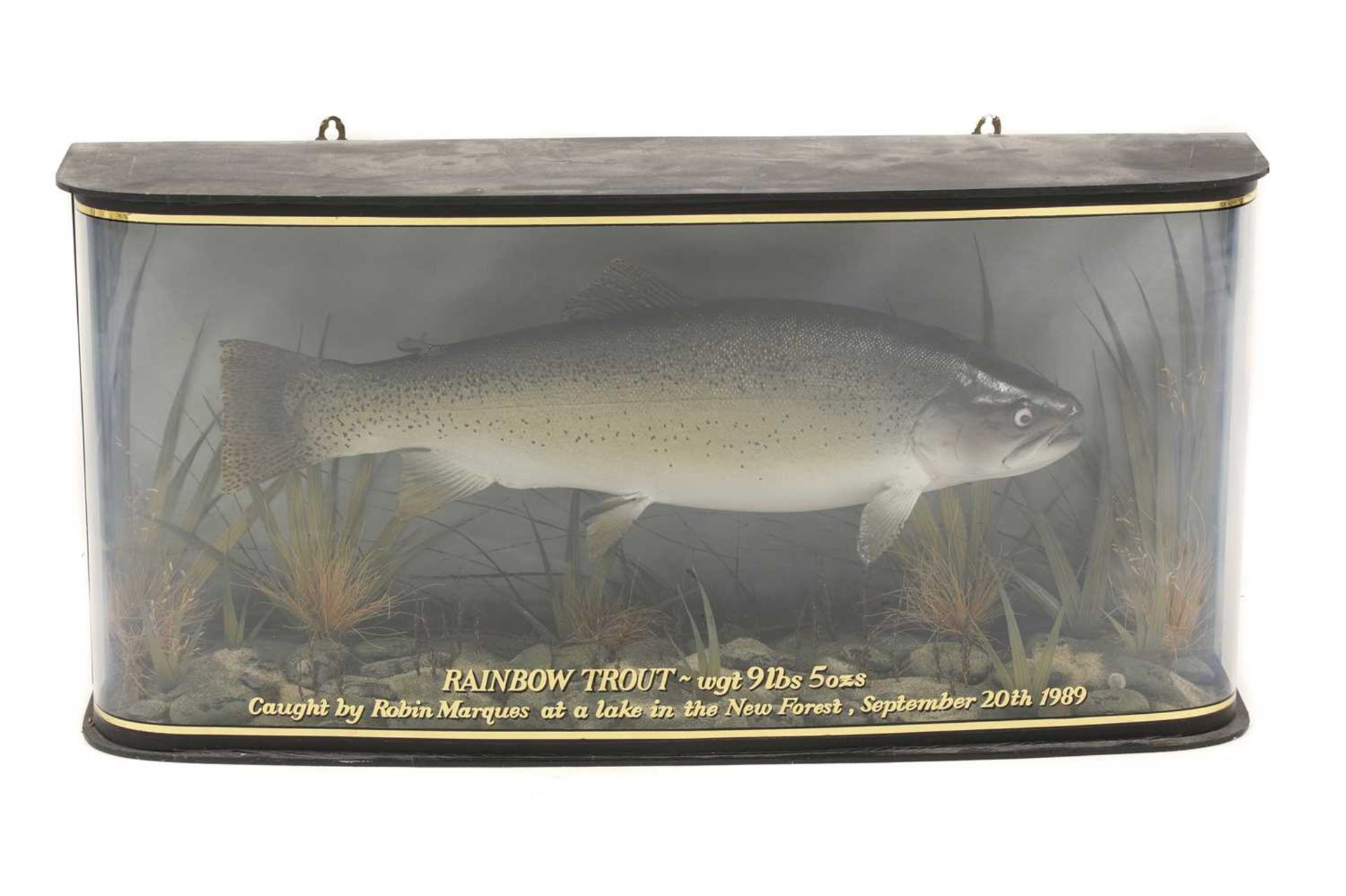 Taxidermy: A large rainbow trout